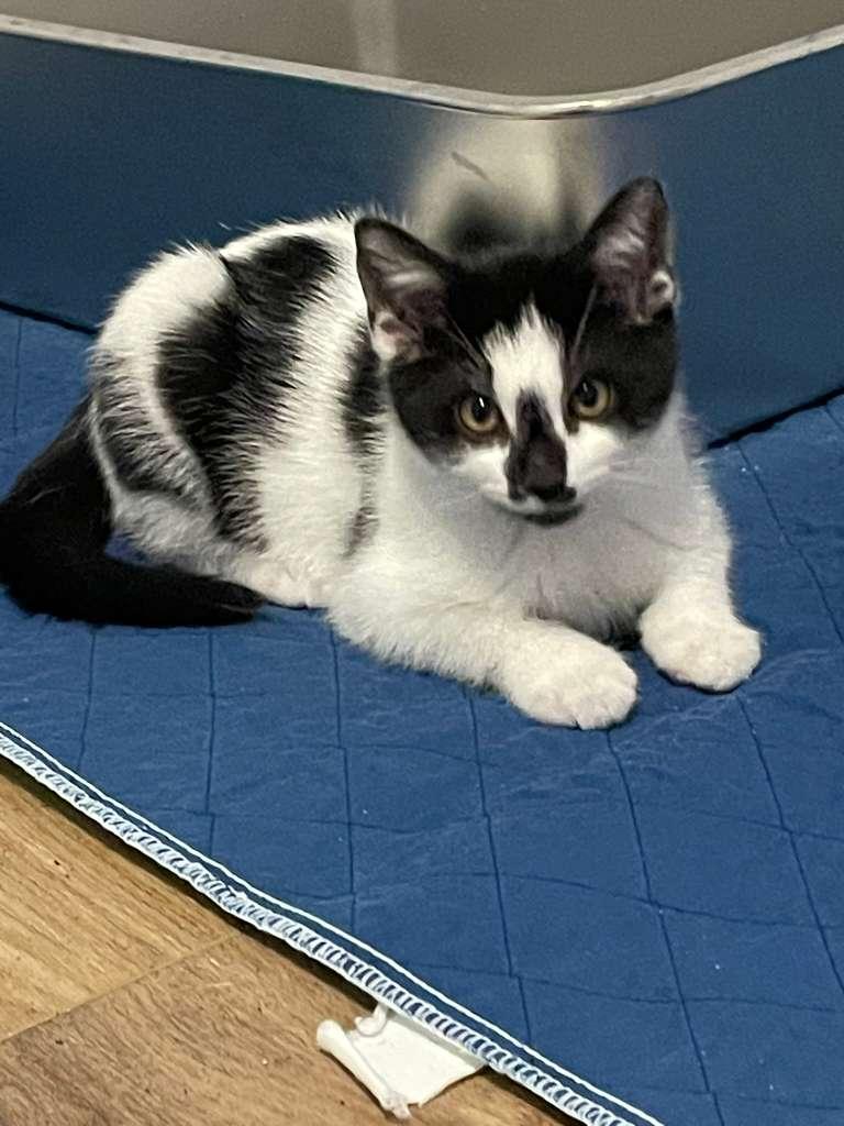 Enlarge Oreo Blizzard (bonded with Rocky Road), a ADOPTABLE Domestic Short Hair in Alpharetta, GA image 4/5