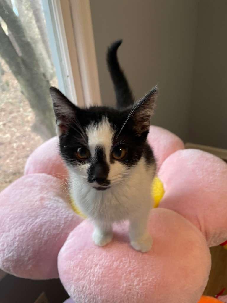 Enlarge Oreo Blizzard (bonded with Rocky Road), a ADOPTABLE Domestic Short Hair in Alpharetta, GA image 5/5