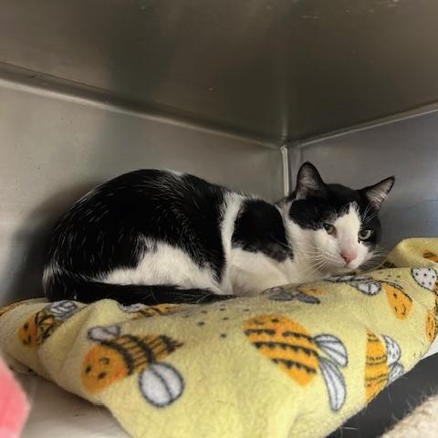 Enlarge Milo, a ADOPTABLE Domestic Short Hair in Stanhope, NJ image 4/4