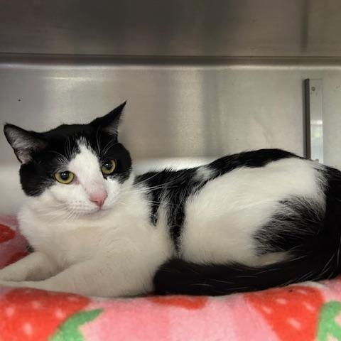 Enlarge Milo, a ADOPTABLE Domestic Short Hair in Stanhope, NJ image 2/4