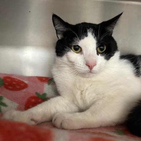 Enlarge Milo, a ADOPTABLE Domestic Short Hair in Stanhope, NJ image 1/4