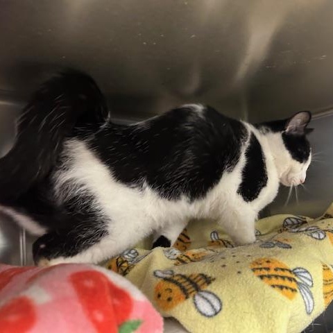 Enlarge Milo, a ADOPTABLE Domestic Short Hair in Stanhope, NJ image 3/4