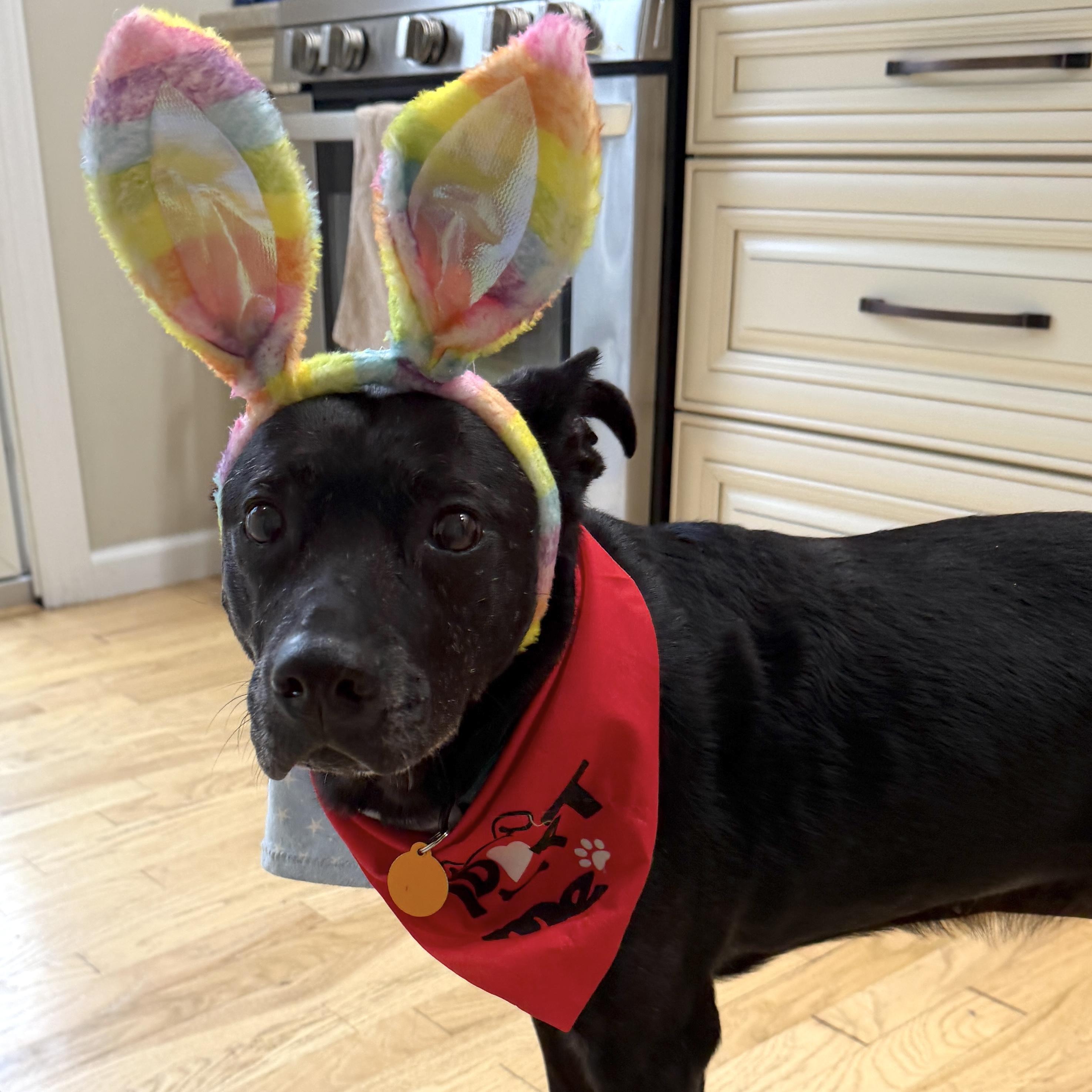 Sneezy, a Adoptable mixed breed in Brooklyn, NY image 1/5