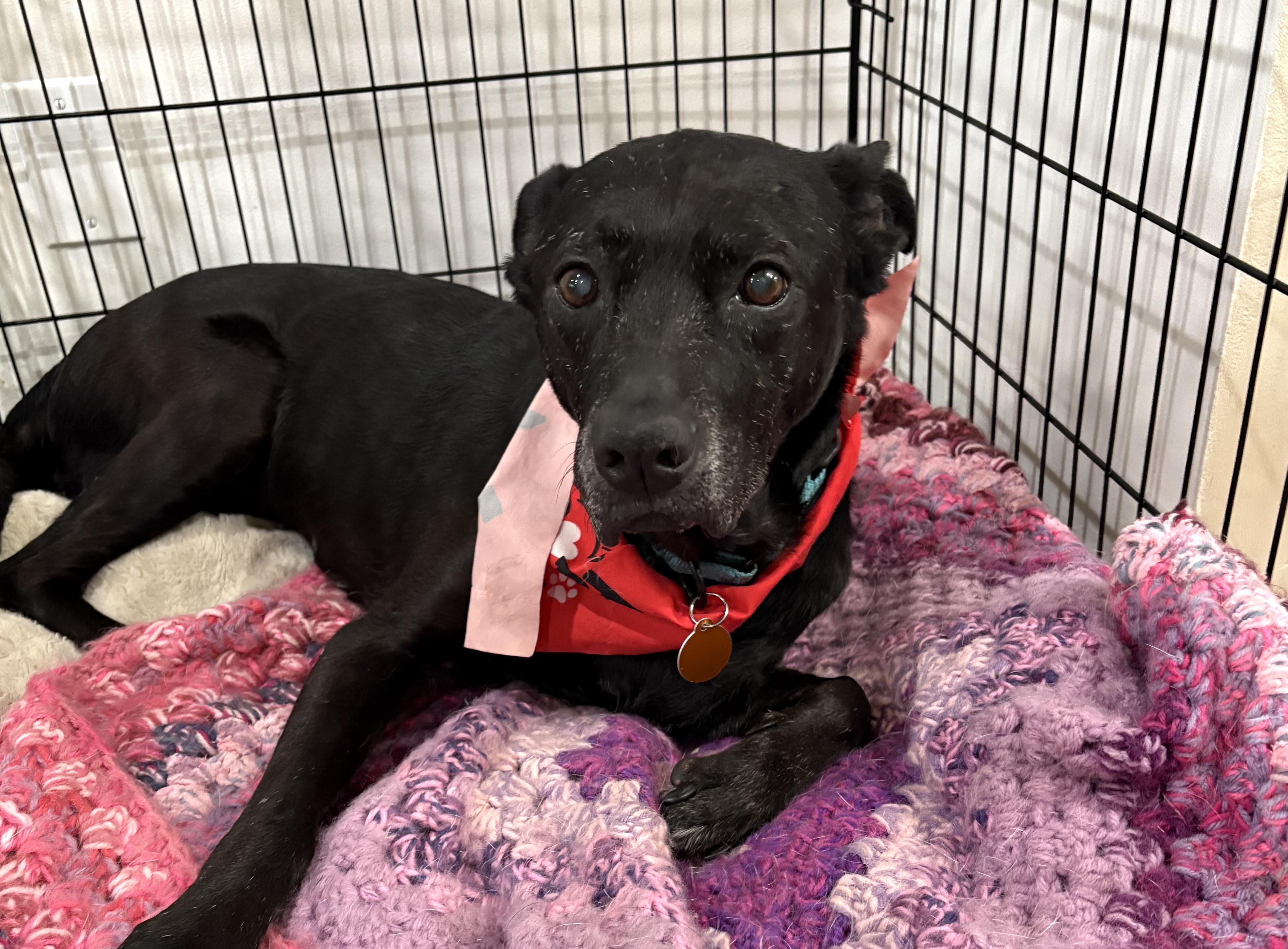 Sneezy, a Adoptable mixed breed in Brooklyn, NY image 2/5
