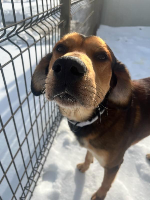 Enlarge Milo (ID 37241/4319), an adoptable mixed breed in Manassas, VA image 1/4