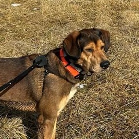 Enlarge Milo (ID 37241/4319), an adoptable mixed breed in Manassas, VA image 4/4