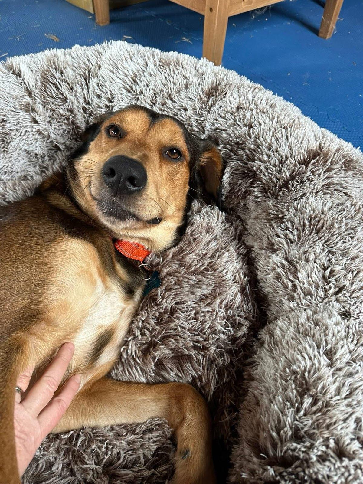 Milo (ID 37241/4319), adoptable, Adult Male Hound.