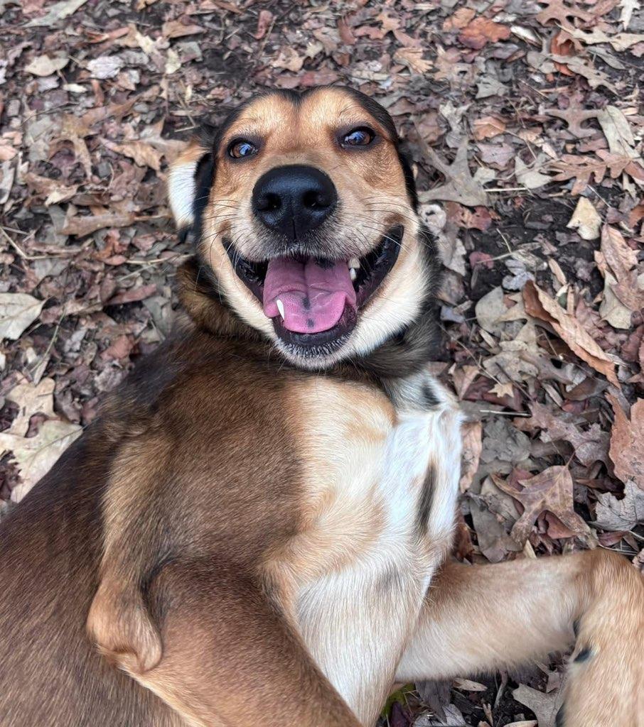 Milo (ID 37241/4319), ADOPTABLE, Adult Male Hound.