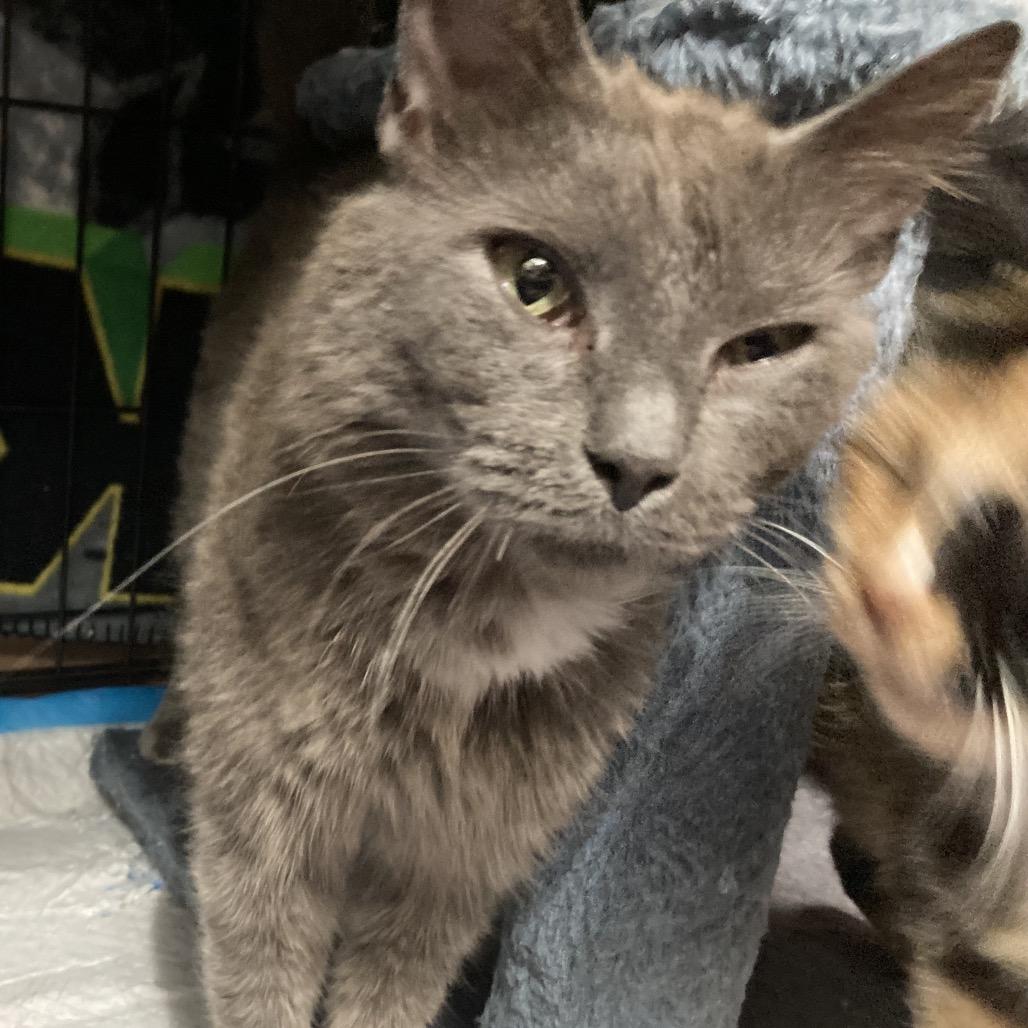 Enlarge Ranch, a Adoptable Domestic Short Hair in Irwin, PA image 1/3