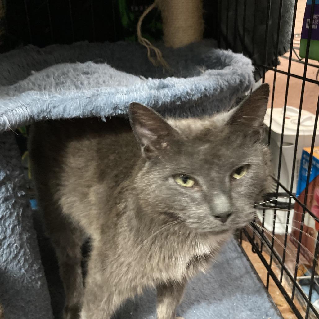 Enlarge Ranch, a Adoptable Domestic Short Hair in Irwin, PA image 2/3
