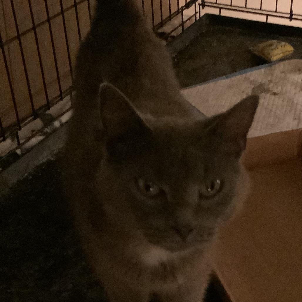 Enlarge Ranch, a Adoptable Domestic Short Hair in Irwin, PA image 3/3