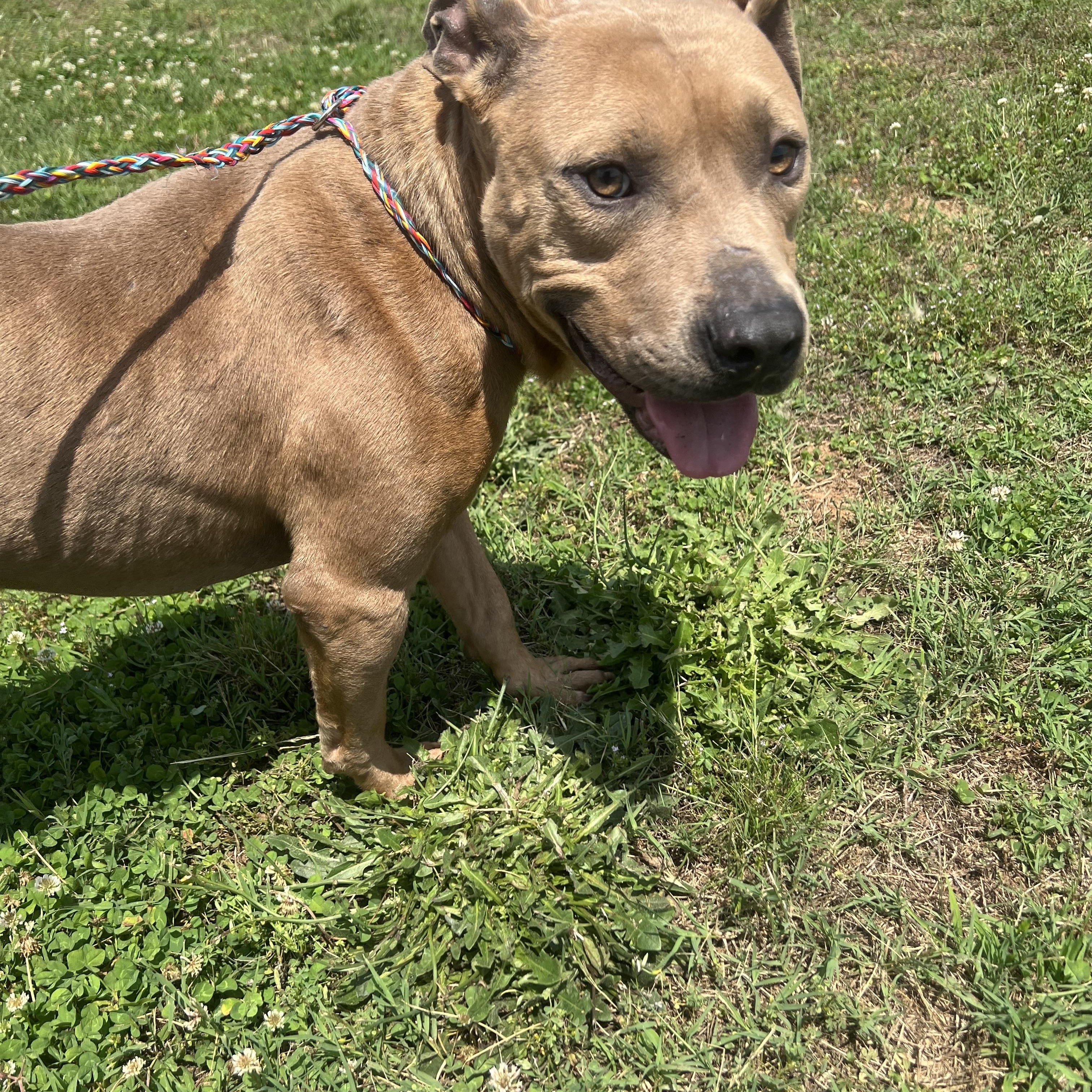 Senior, a Adoptable mixed breed in Charlotte, NC image 2/5
