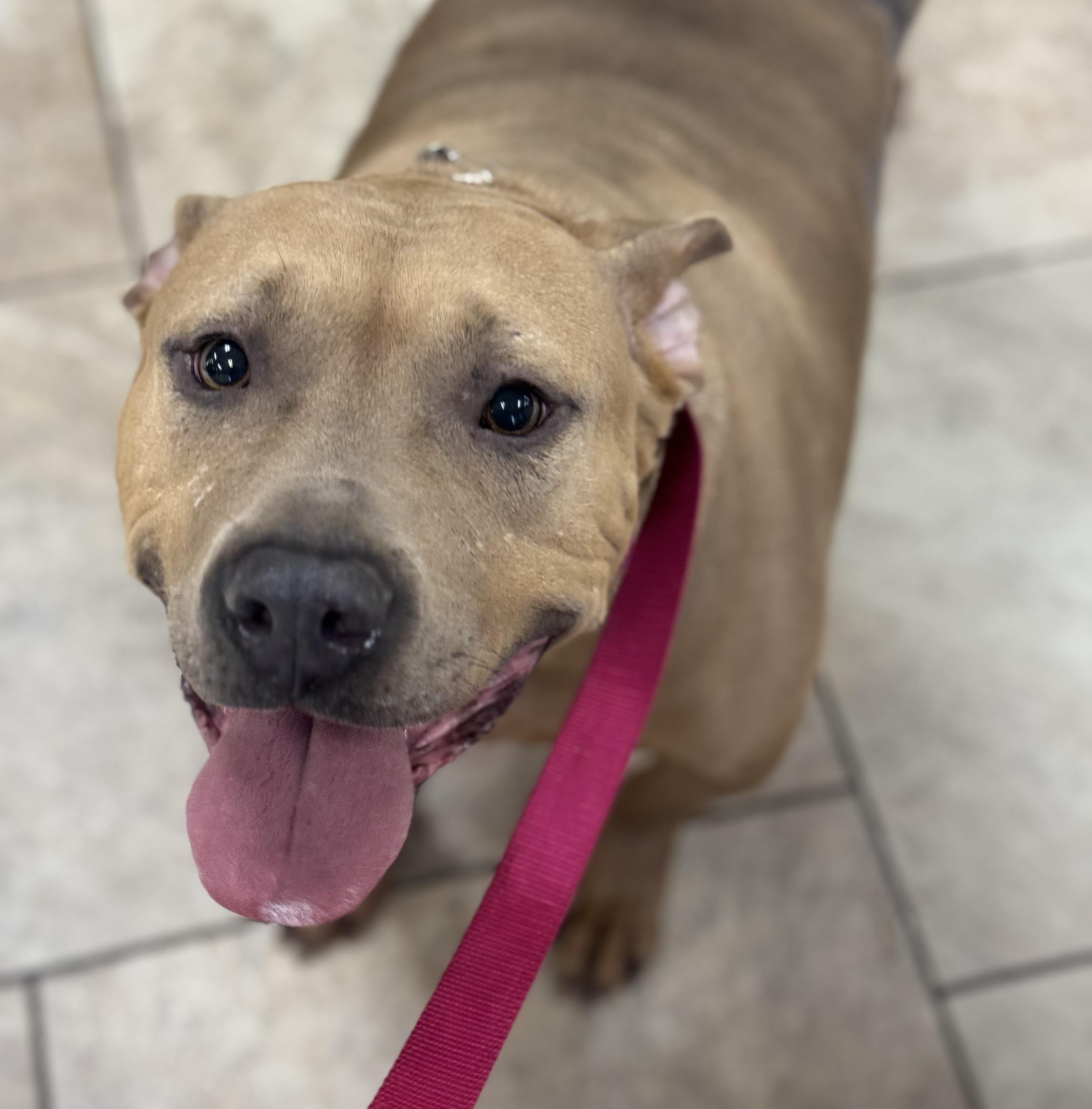 Senior, a Adoptable mixed breed in Charlotte, NC image 1/5