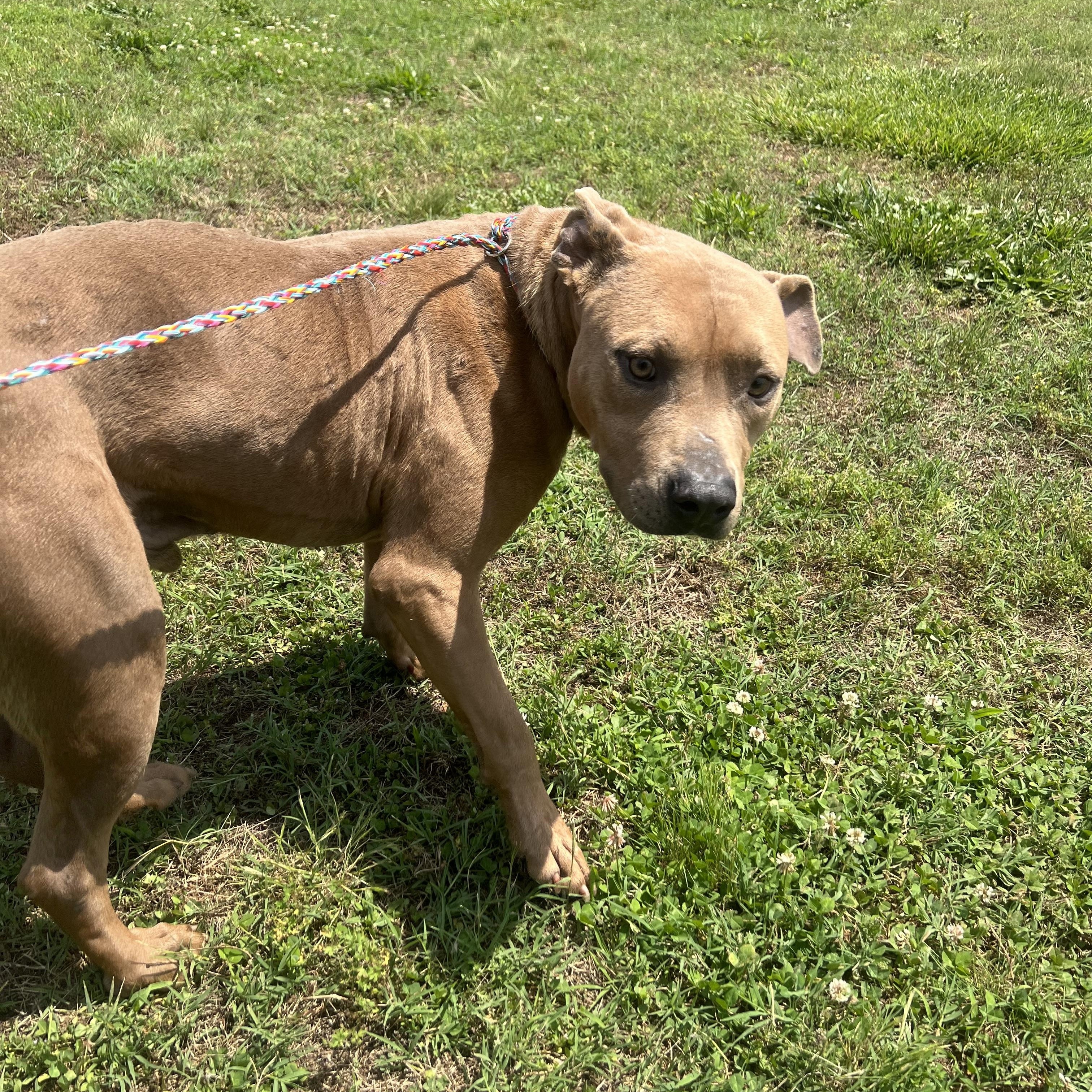 Senior, a Adoptable mixed breed in Charlotte, NC image 4/5
