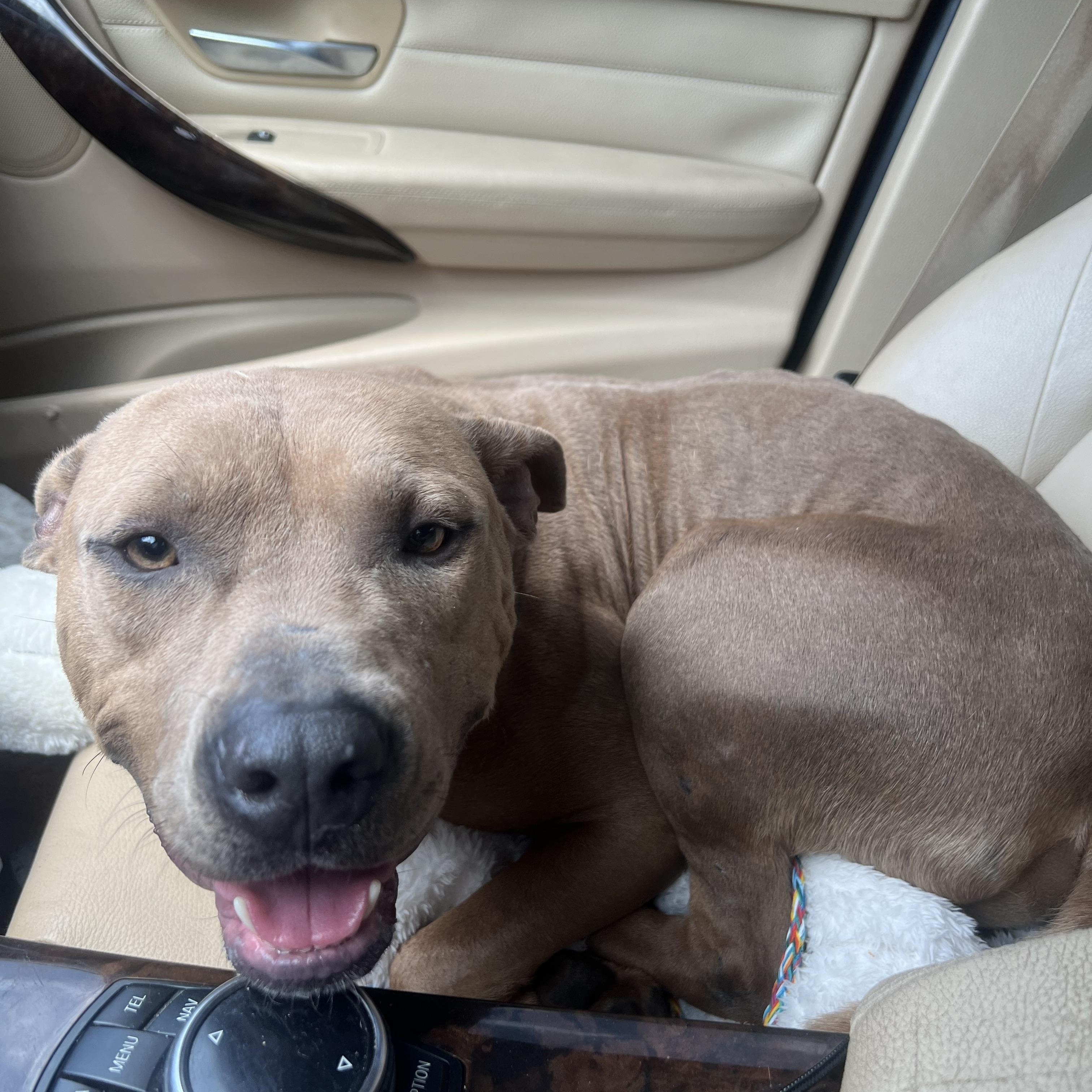 Senior, a Adoptable mixed breed in Charlotte, NC image 5/5