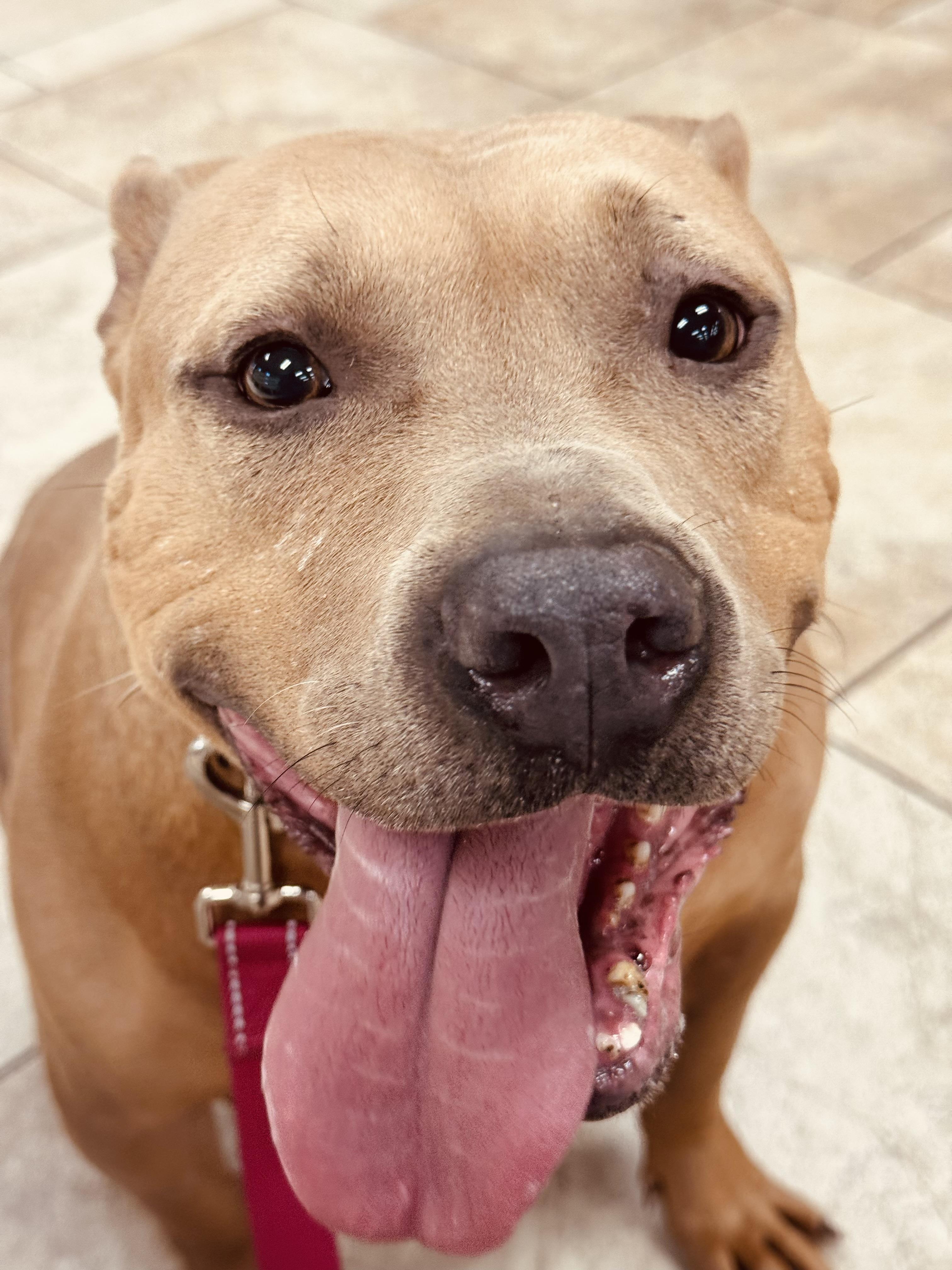 Senior, a Adoptable mixed breed in Charlotte, NC image 3/5