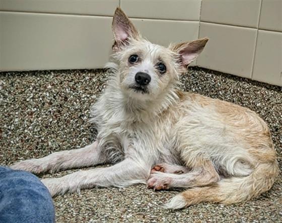 TOMMY BOY, Adoptable, Adult Male Feist & Chihuahua.