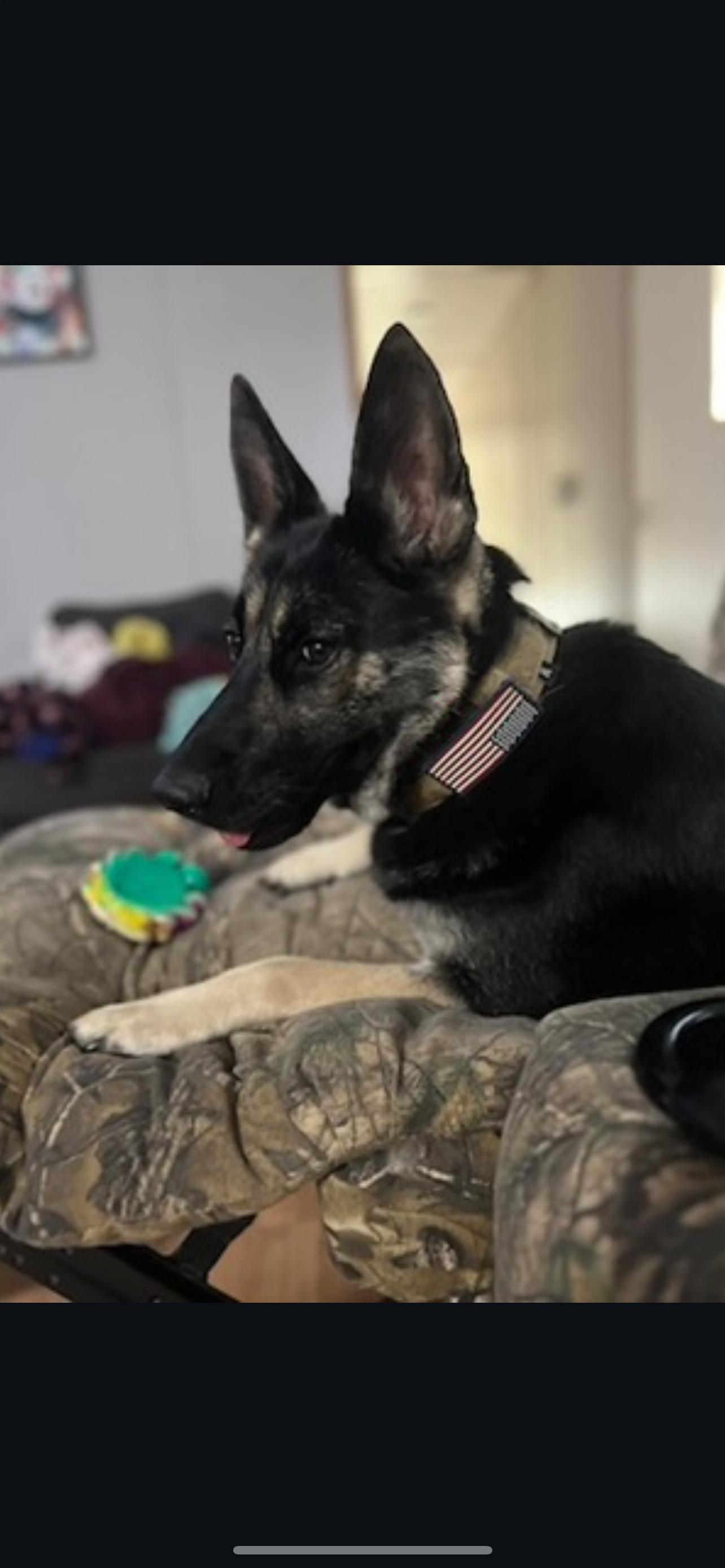 Roxy - Community Post, ADOPTABLE, Adult Female German Shepherd Dog.