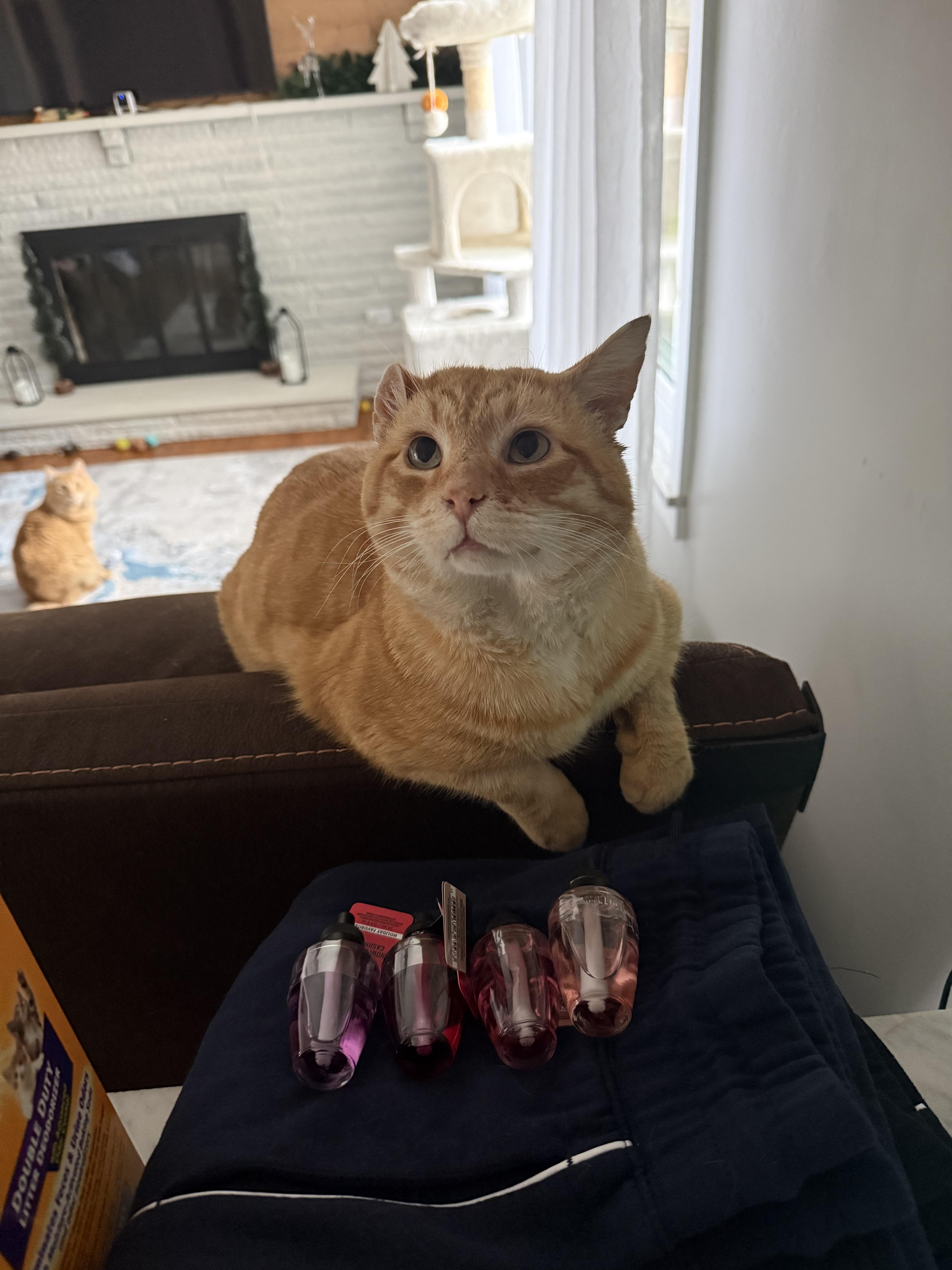 Mr. Whiskers, Adoptable, Adult Male Domestic Short Hair.