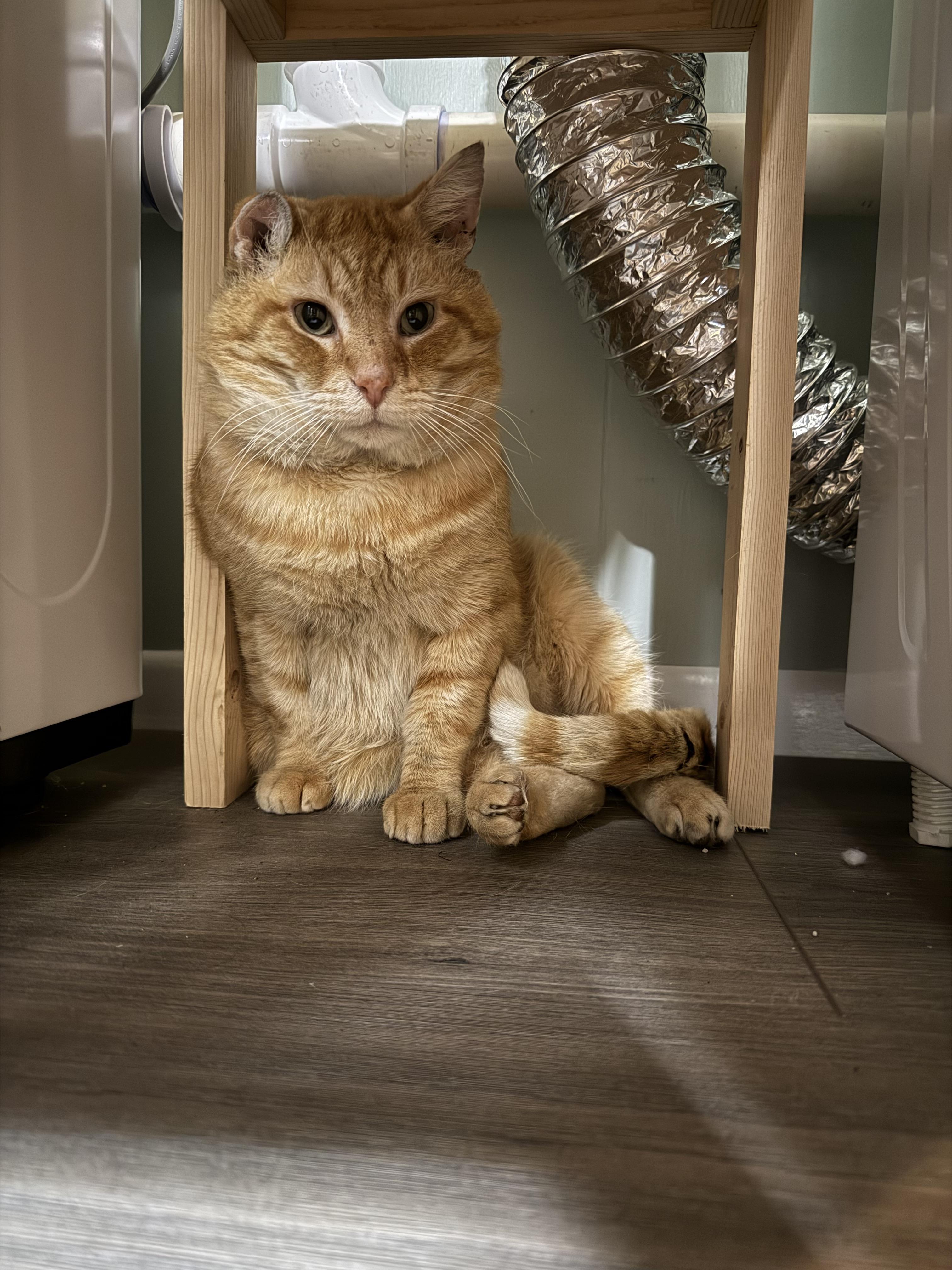 Mr. Whiskers, a Adoptable mixed breed in Bethel Park, PA image 2/6