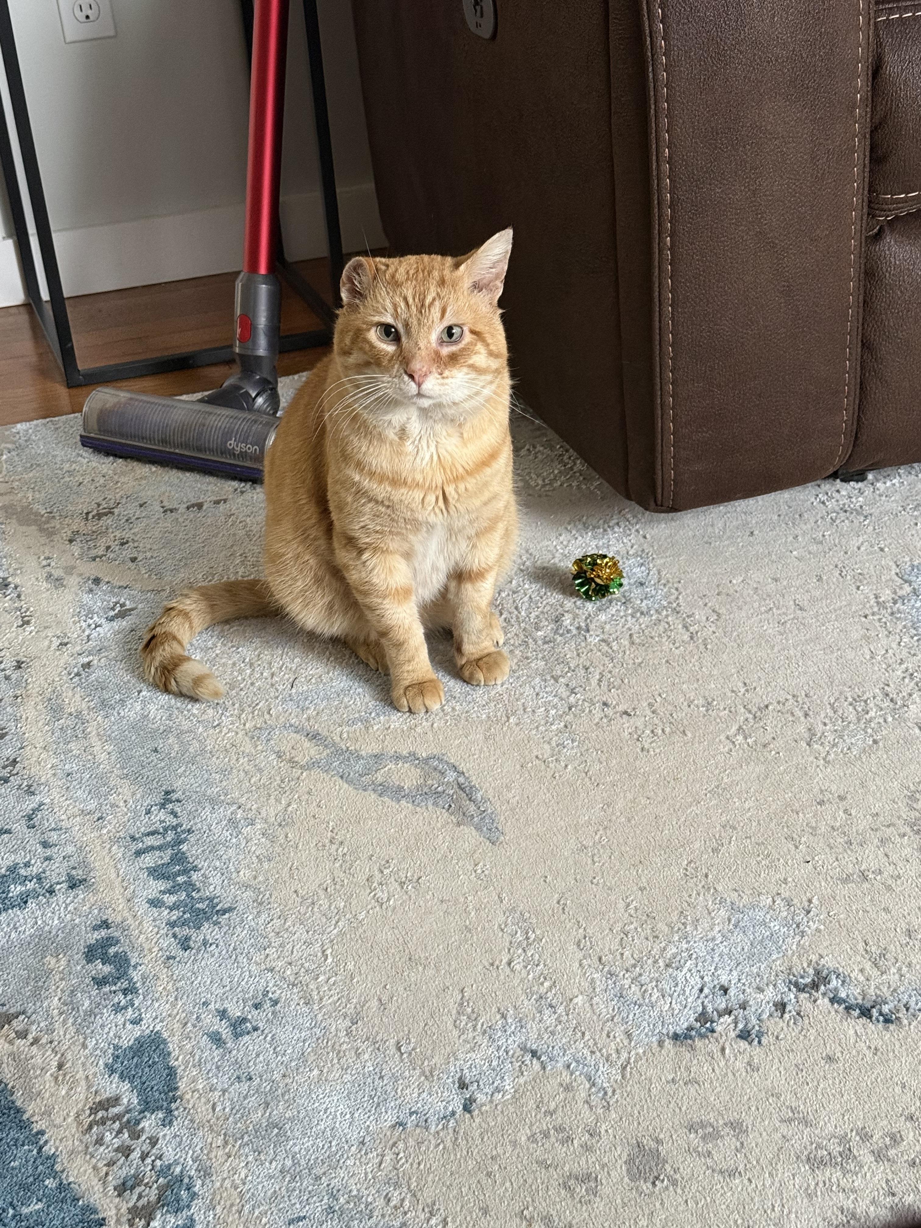 Mr. Whiskers, a Adoptable mixed breed in Bethel Park, PA image 4/6