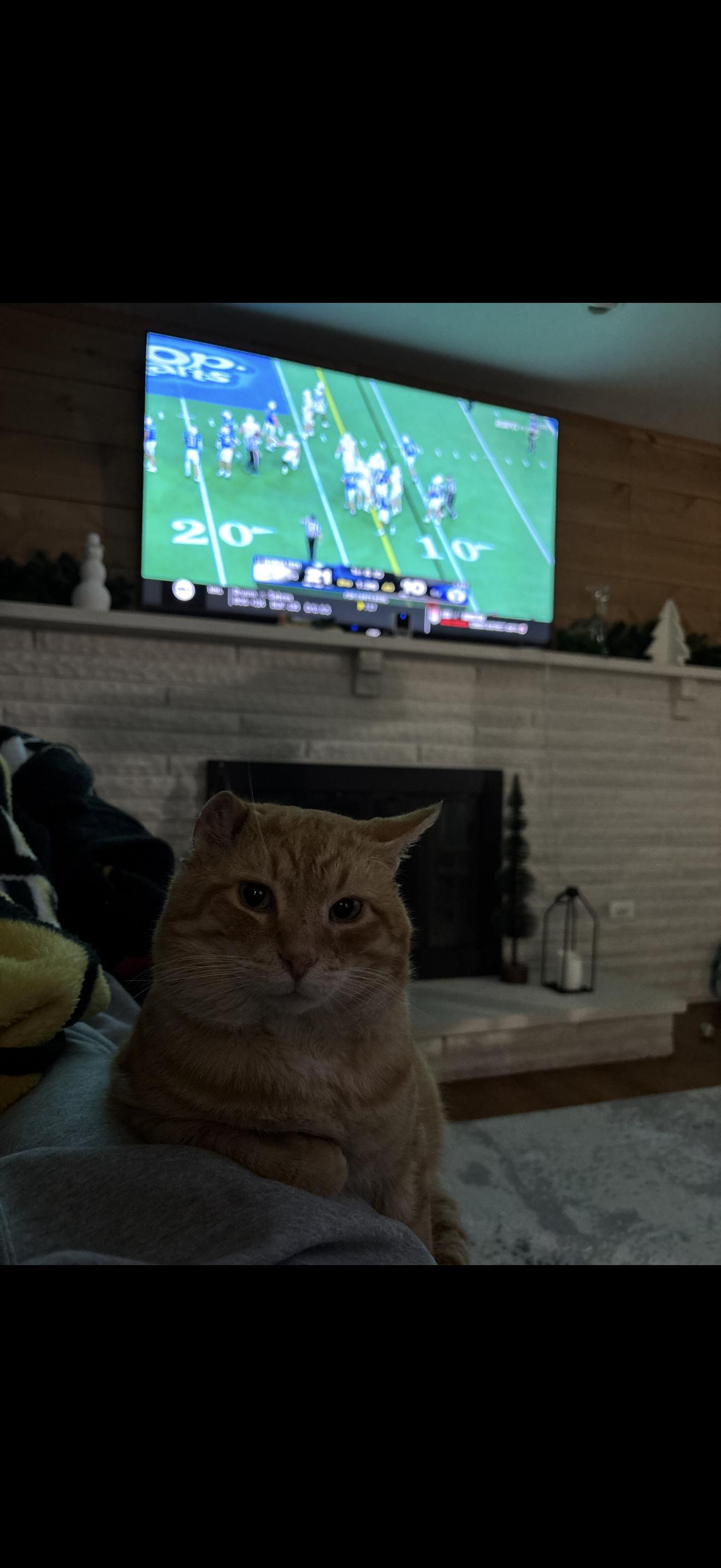 Mr. Whiskers, a Adoptable mixed breed in Bethel Park, PA image 5/6