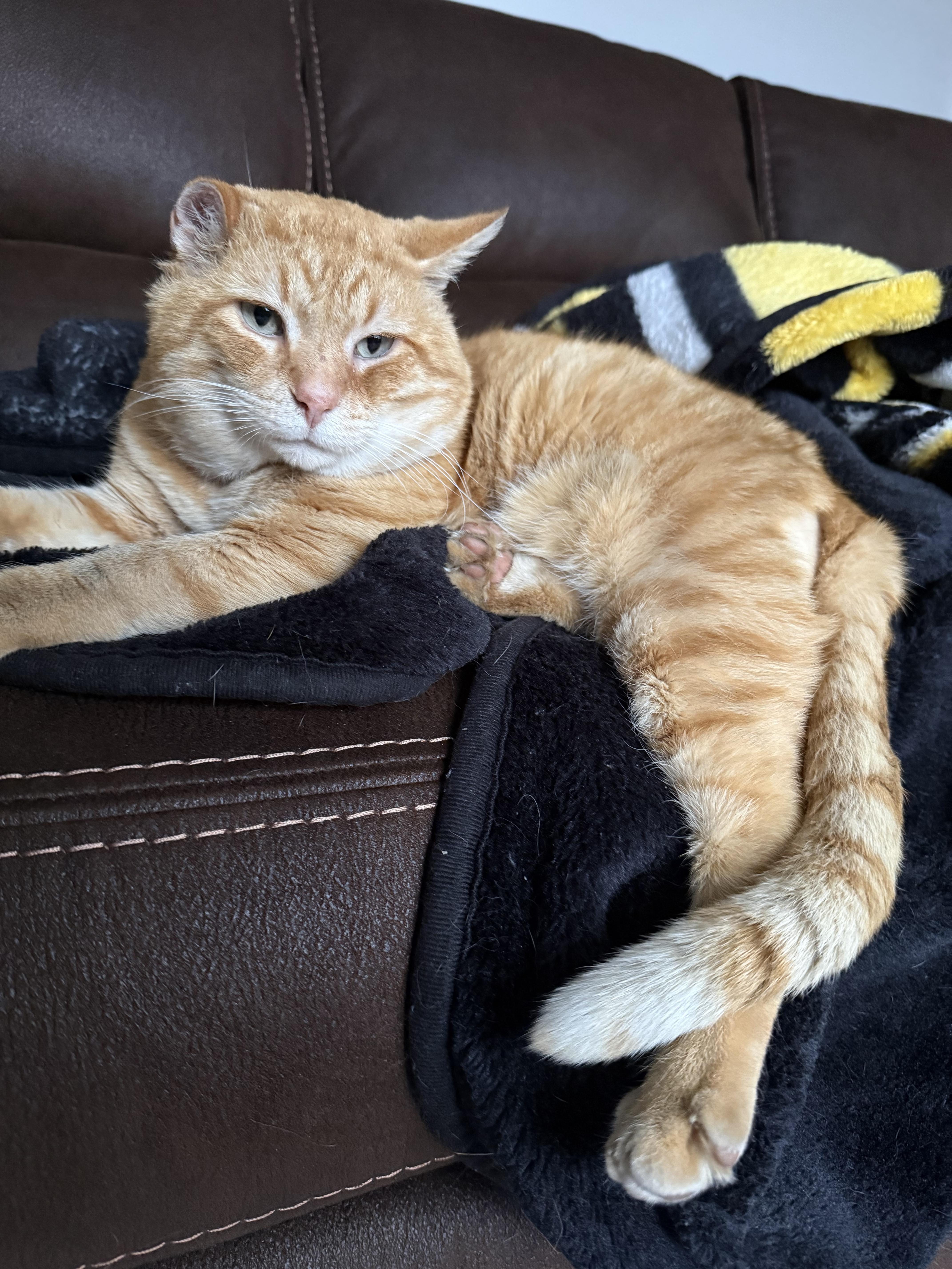 Mr. Whiskers, a Adoptable mixed breed in Bethel Park, PA image 6/6