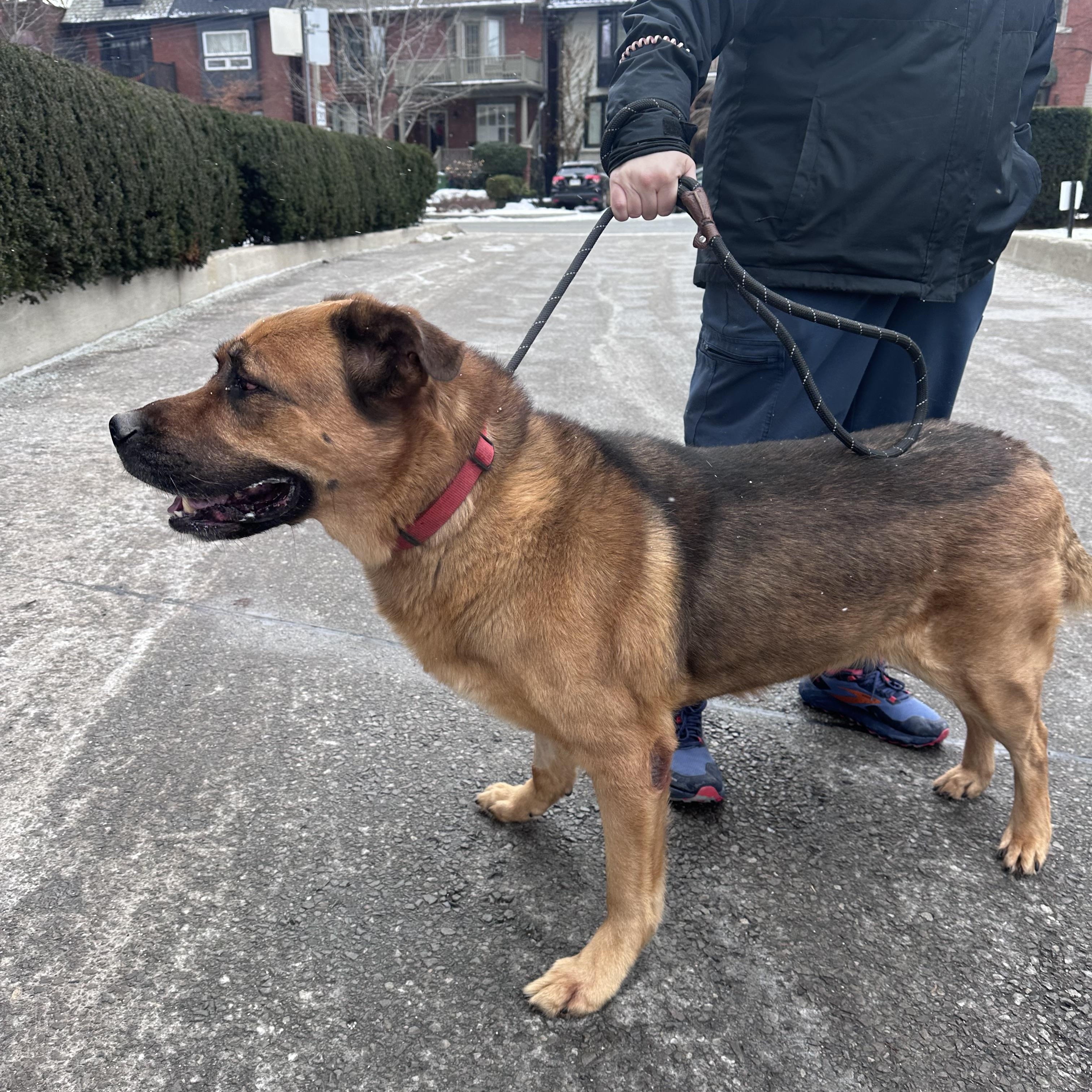 Enlarge JAX, a ADOPTABLE mixed breed in Toronto, ON image 2/6