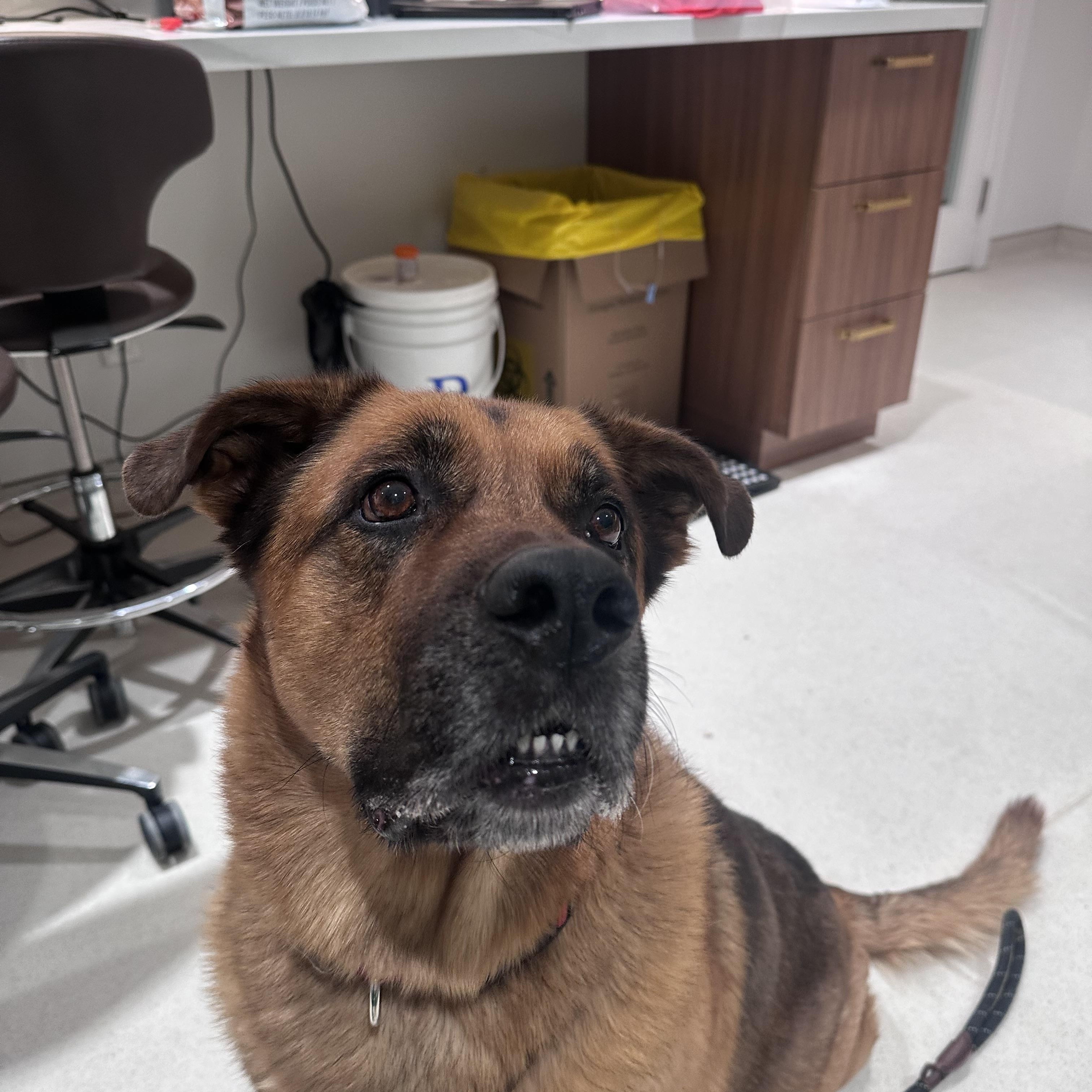 Enlarge JAX, a ADOPTABLE mixed breed in Toronto, ON image 3/6