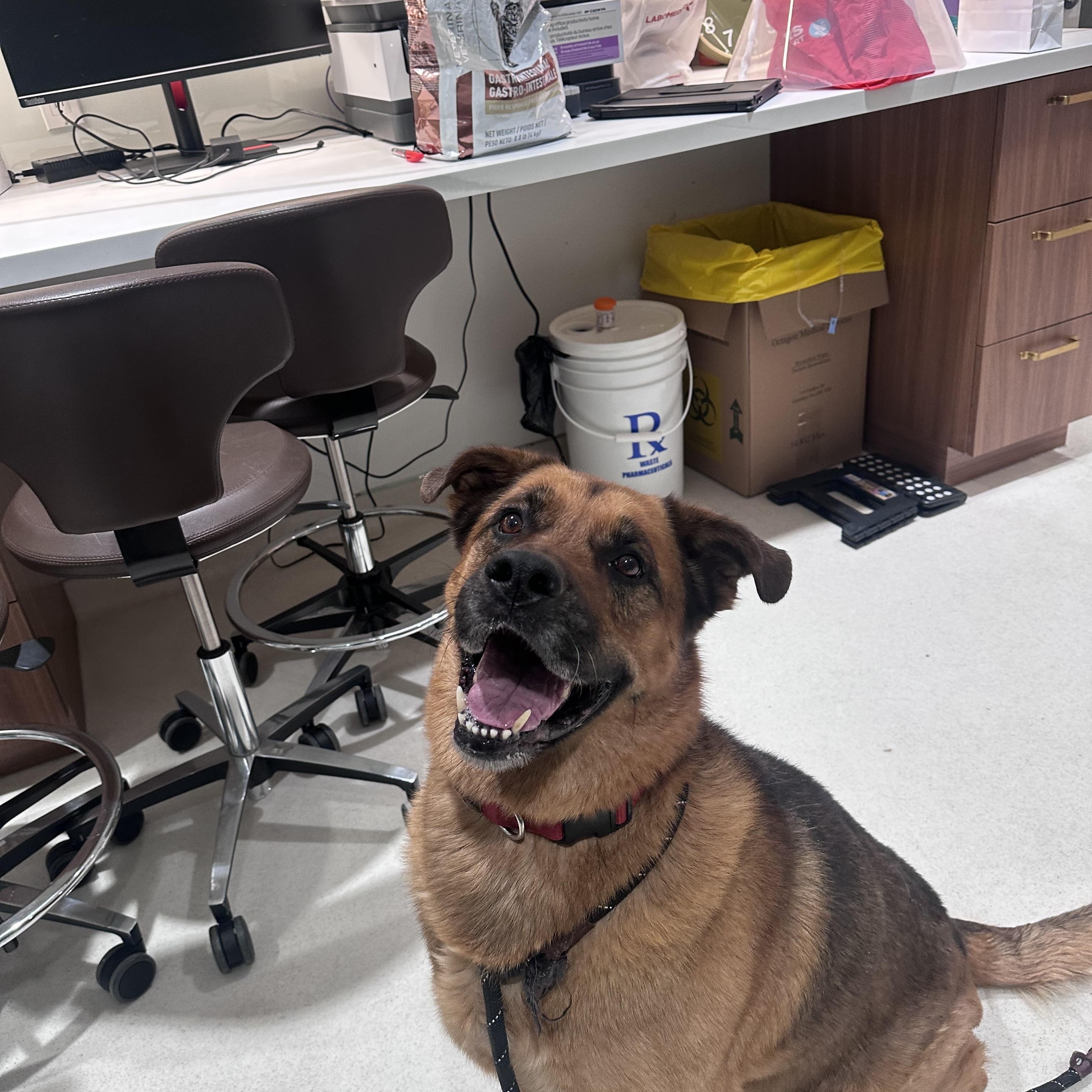 Enlarge JAX, a ADOPTABLE mixed breed in Toronto, ON image 6/6