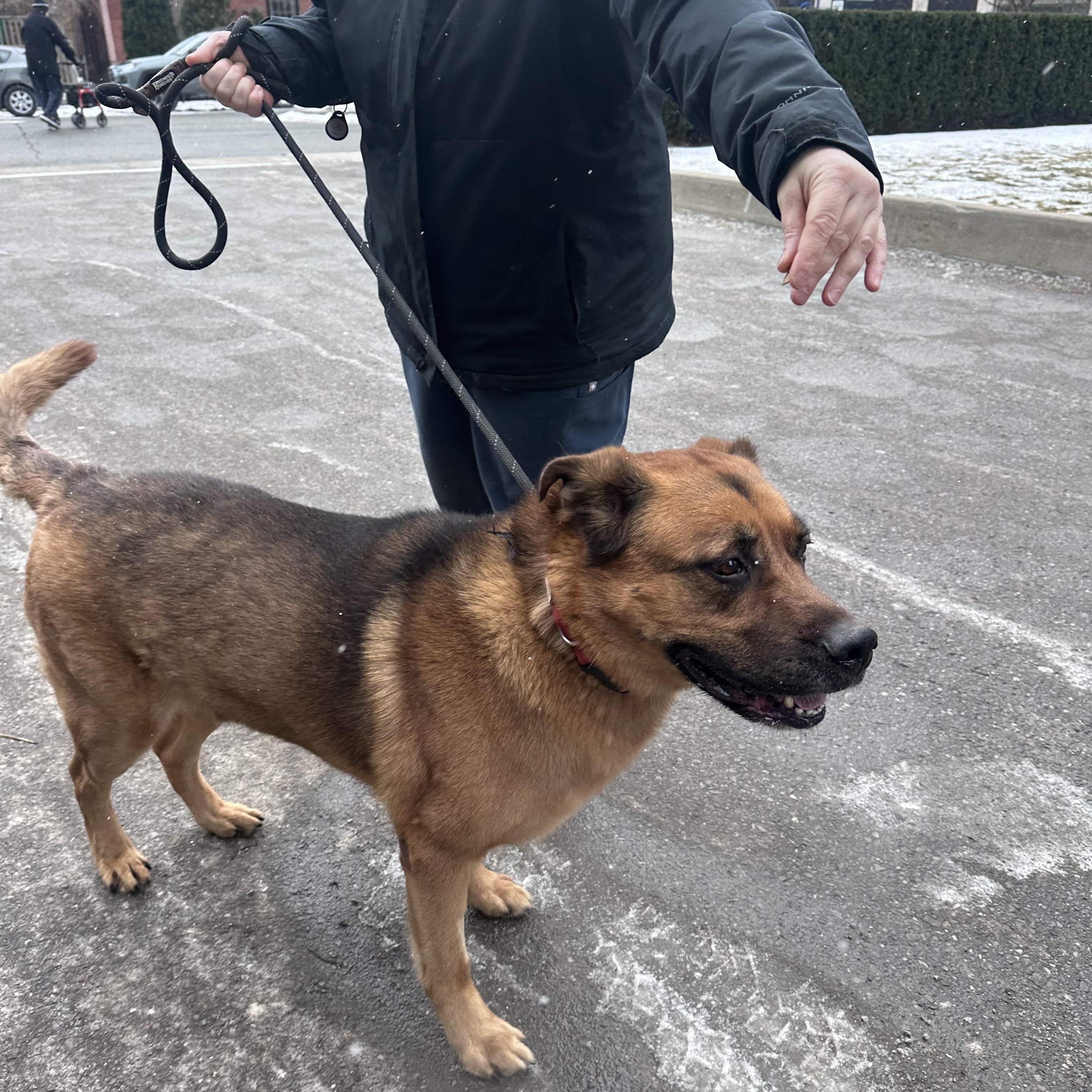 Enlarge JAX, a ADOPTABLE mixed breed in Toronto, ON image 5/6