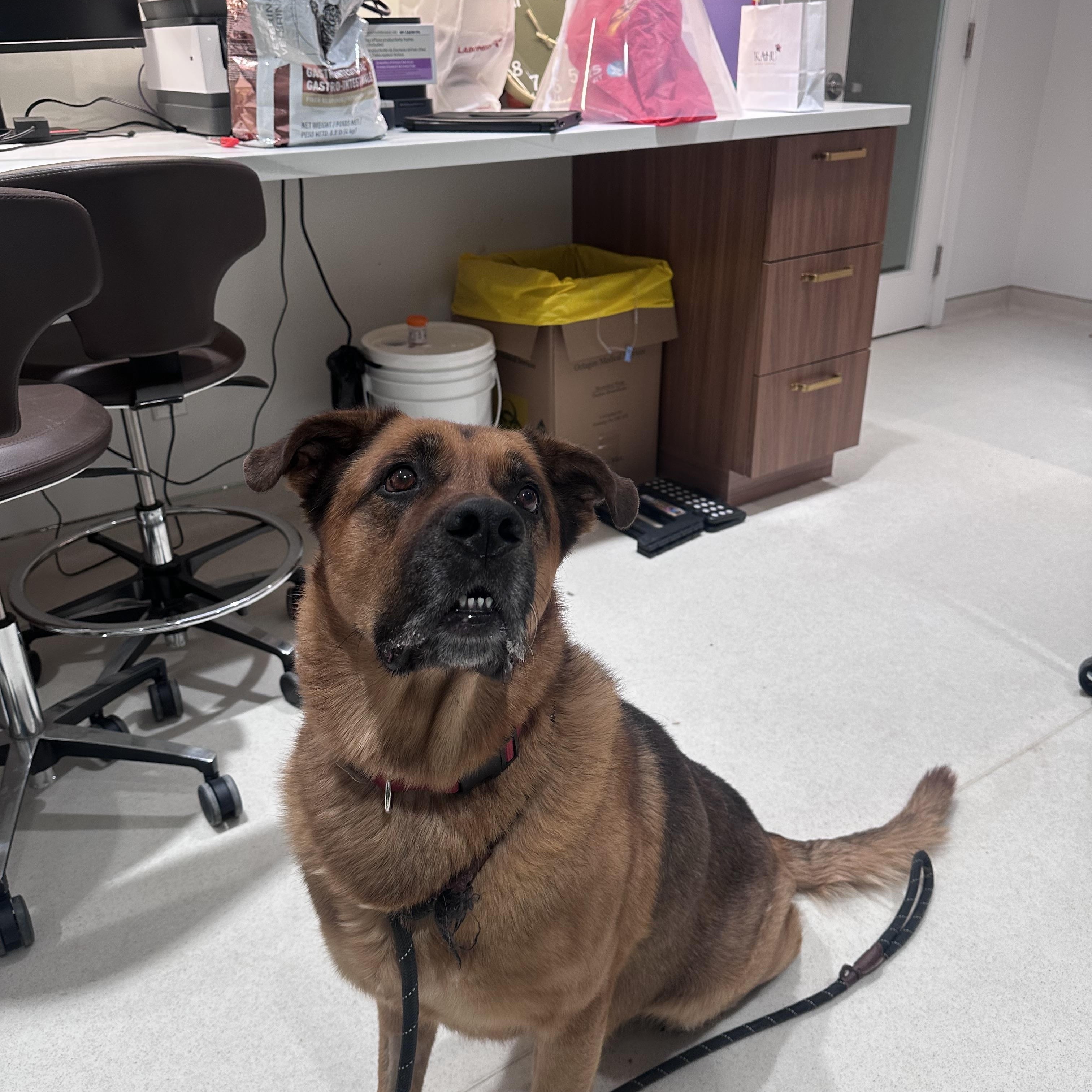 Enlarge JAX, a ADOPTABLE mixed breed in Toronto, ON image 4/6