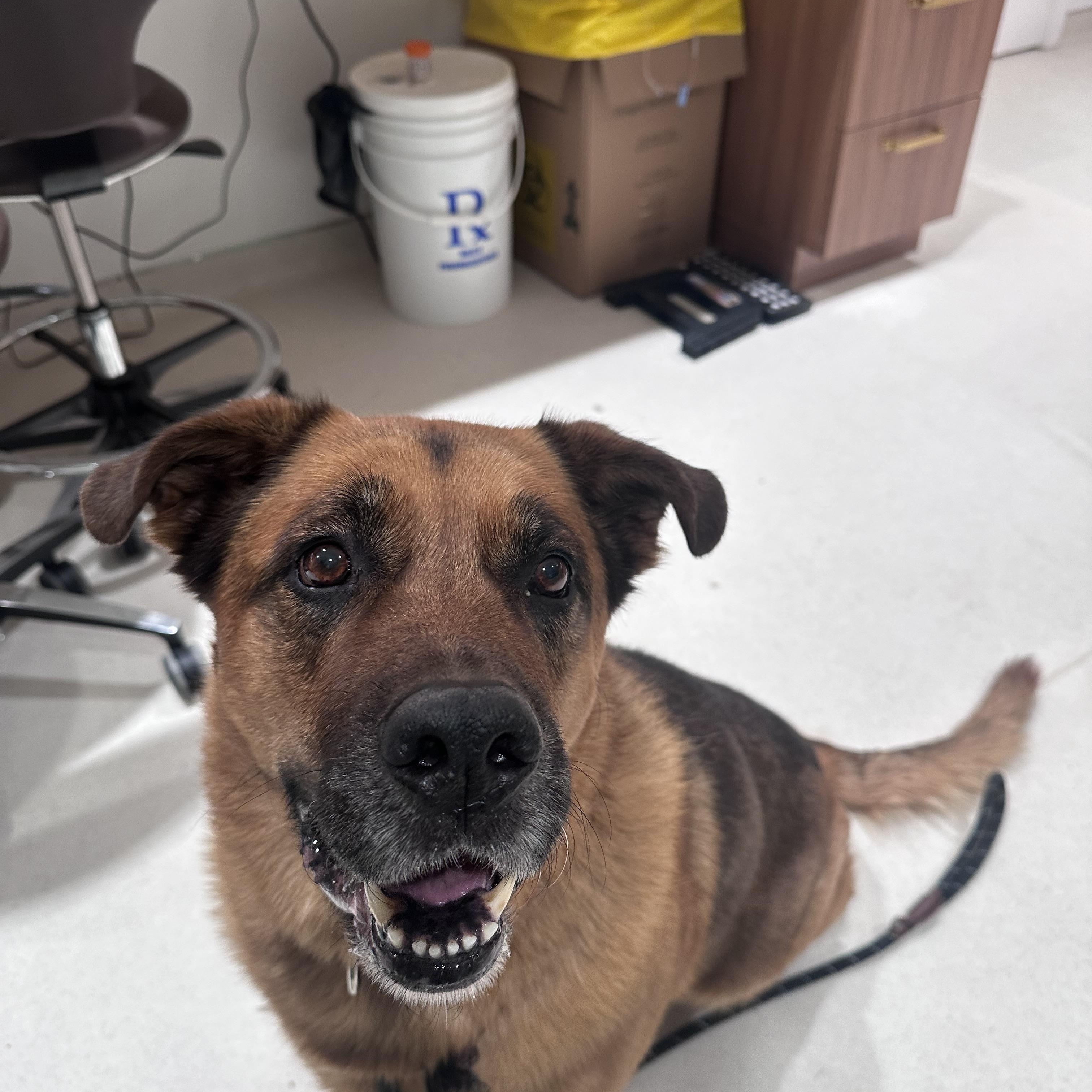 JAX, ADOPTABLE, Senior Male German Shepherd Dog & Rottweiler.