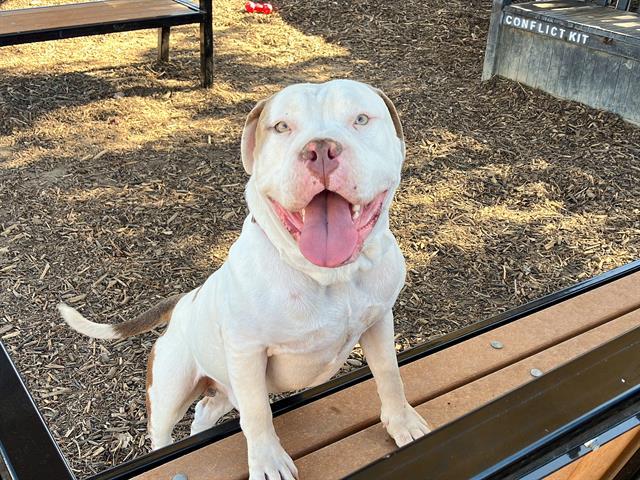 Enlarge ALFREDO, a Adoptable American Bulldog in Tustin, CA image 1/1
