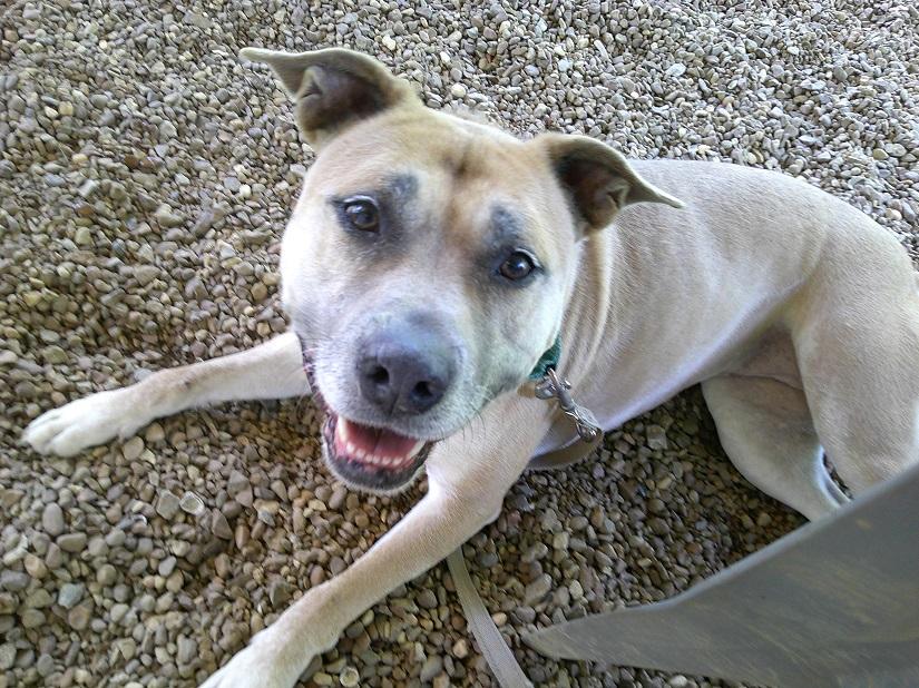 BAMBI, a ADOPTABLE Mixed Breed in Pegram, TN image 4/6