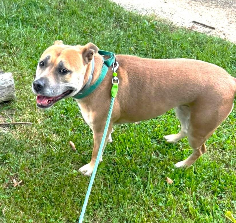 BAMBI, ADOPTABLE, Adult Female Mixed Breed.