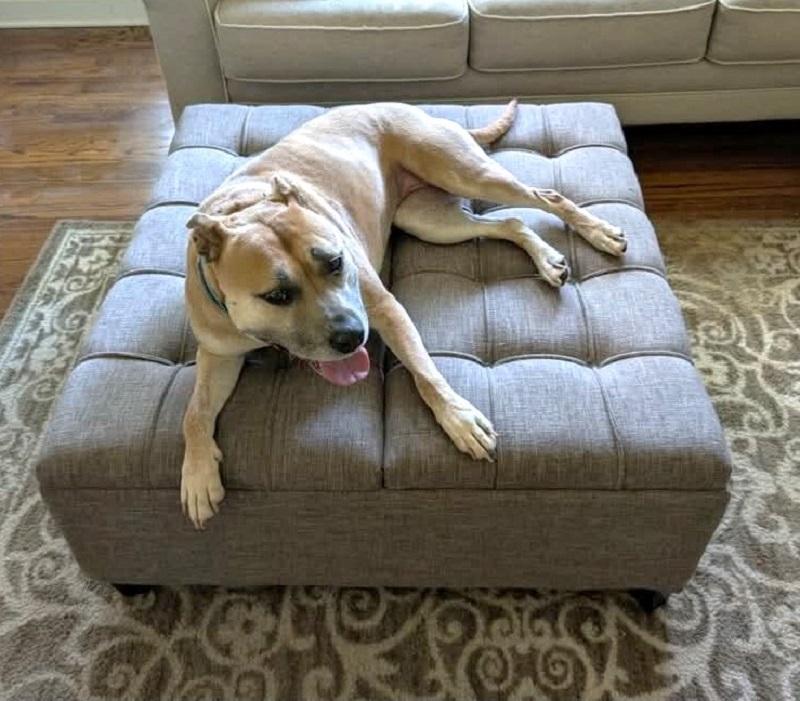 BAMBI, ADOPTABLE, Adult Female Mixed Breed.