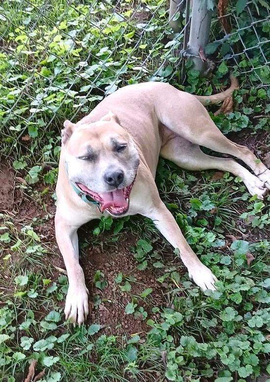 Enlarge BAMBI, a ADOPTABLE Mixed Breed in Pegram, TN image 6/6