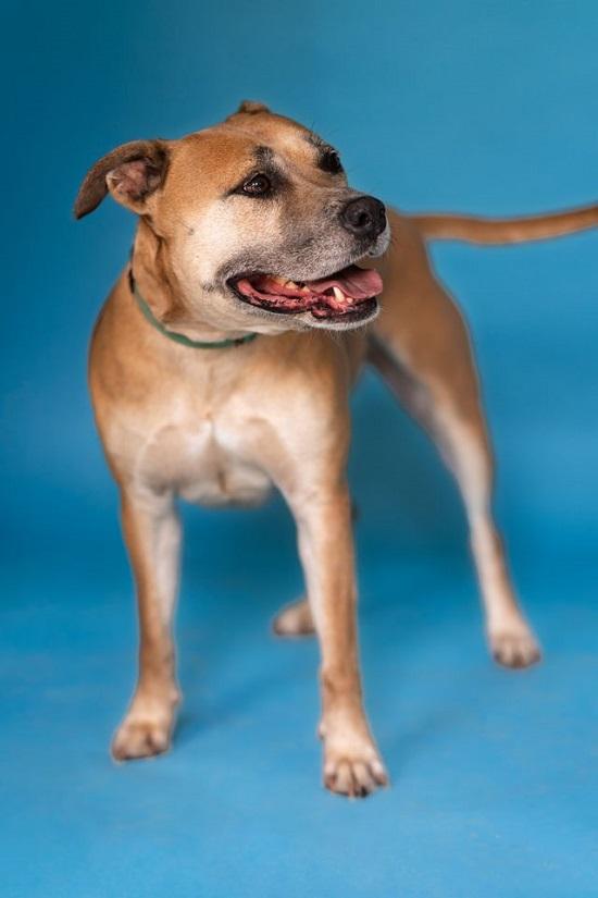 BAMBI, Adoptable, Adult Female Mixed Breed.