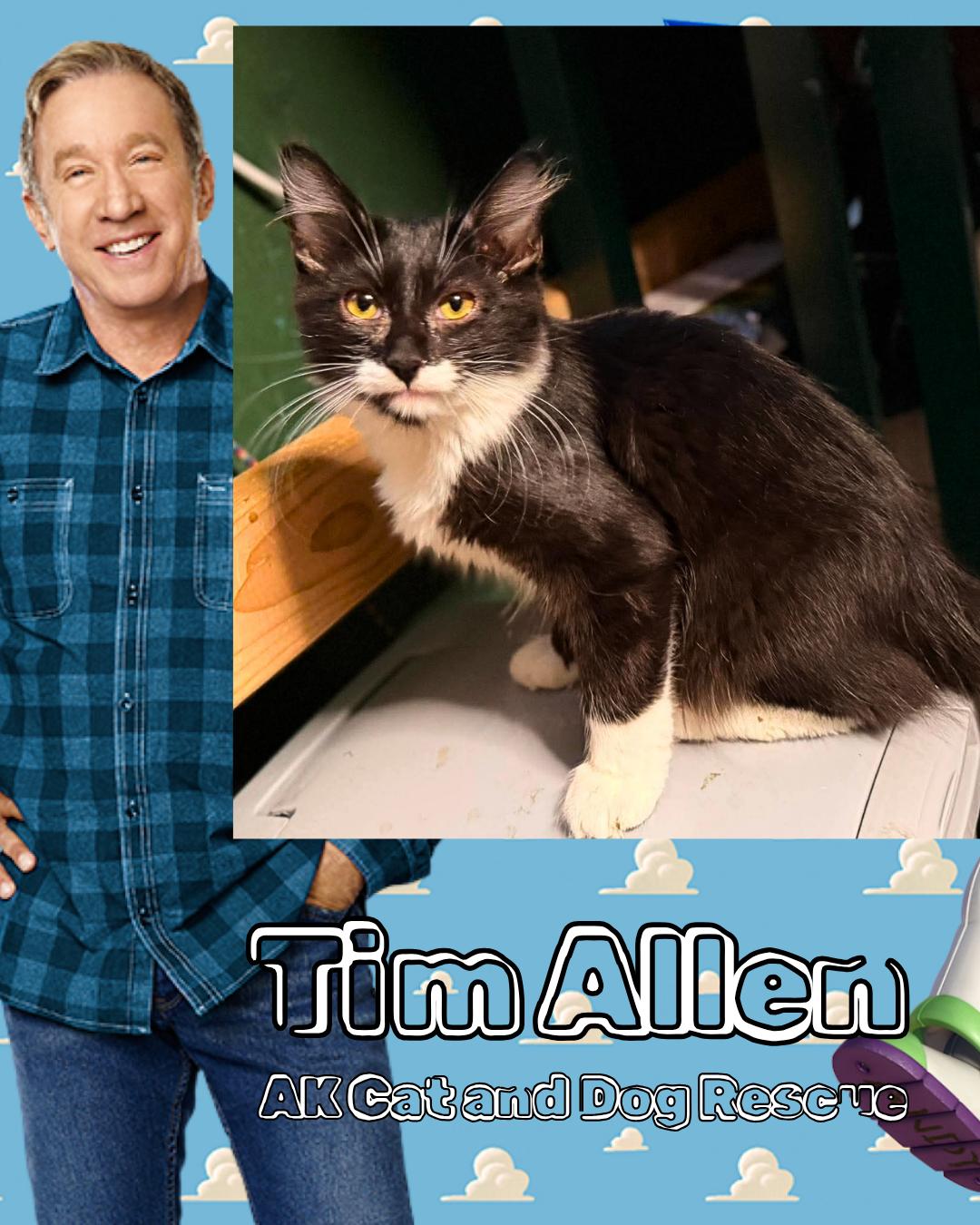 Tim Allen, Adoptable, Kitten Male Domestic Medium Hair.