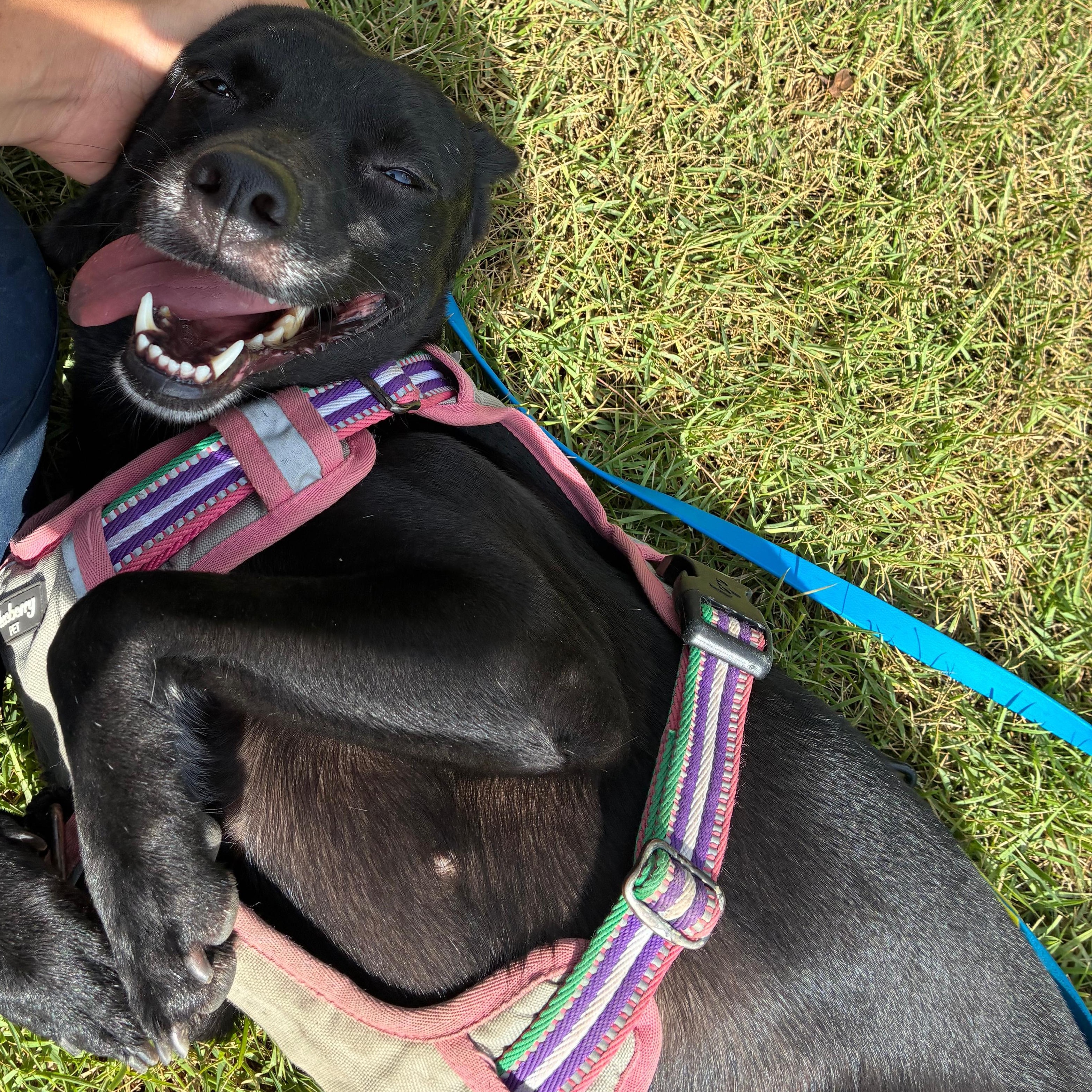 Enlarge Stella, a Adoptable mixed breed in Rio Grande , PR image 4/4
