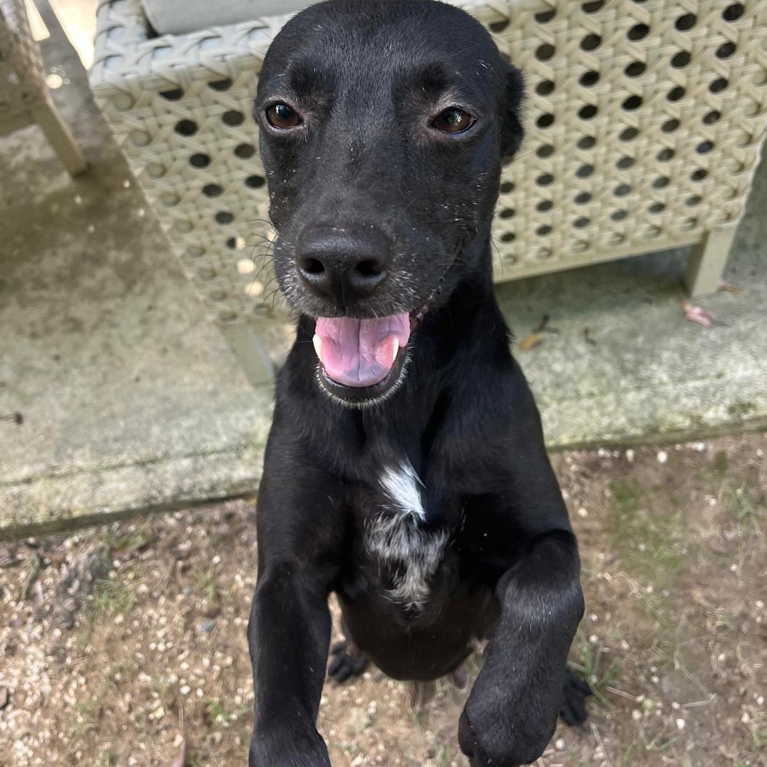 Enlarge Stella, a Adoptable mixed breed in Rio Grande , PR image 2/4