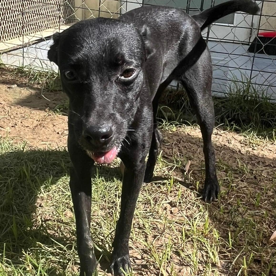 Enlarge Stella, a Adoptable mixed breed in Rio Grande , PR image 3/4