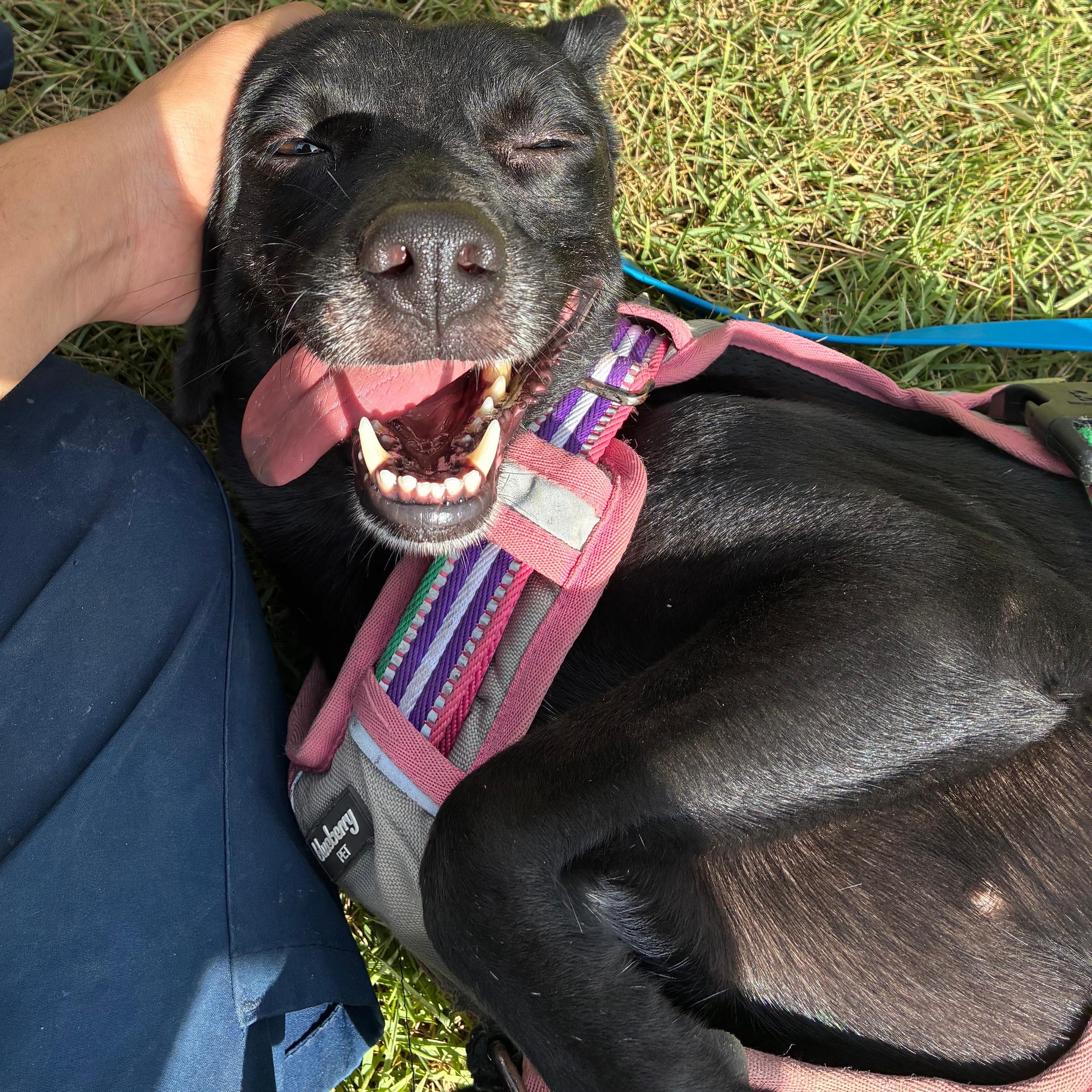 Stella, Adoptable, Adult Female Greyhound.