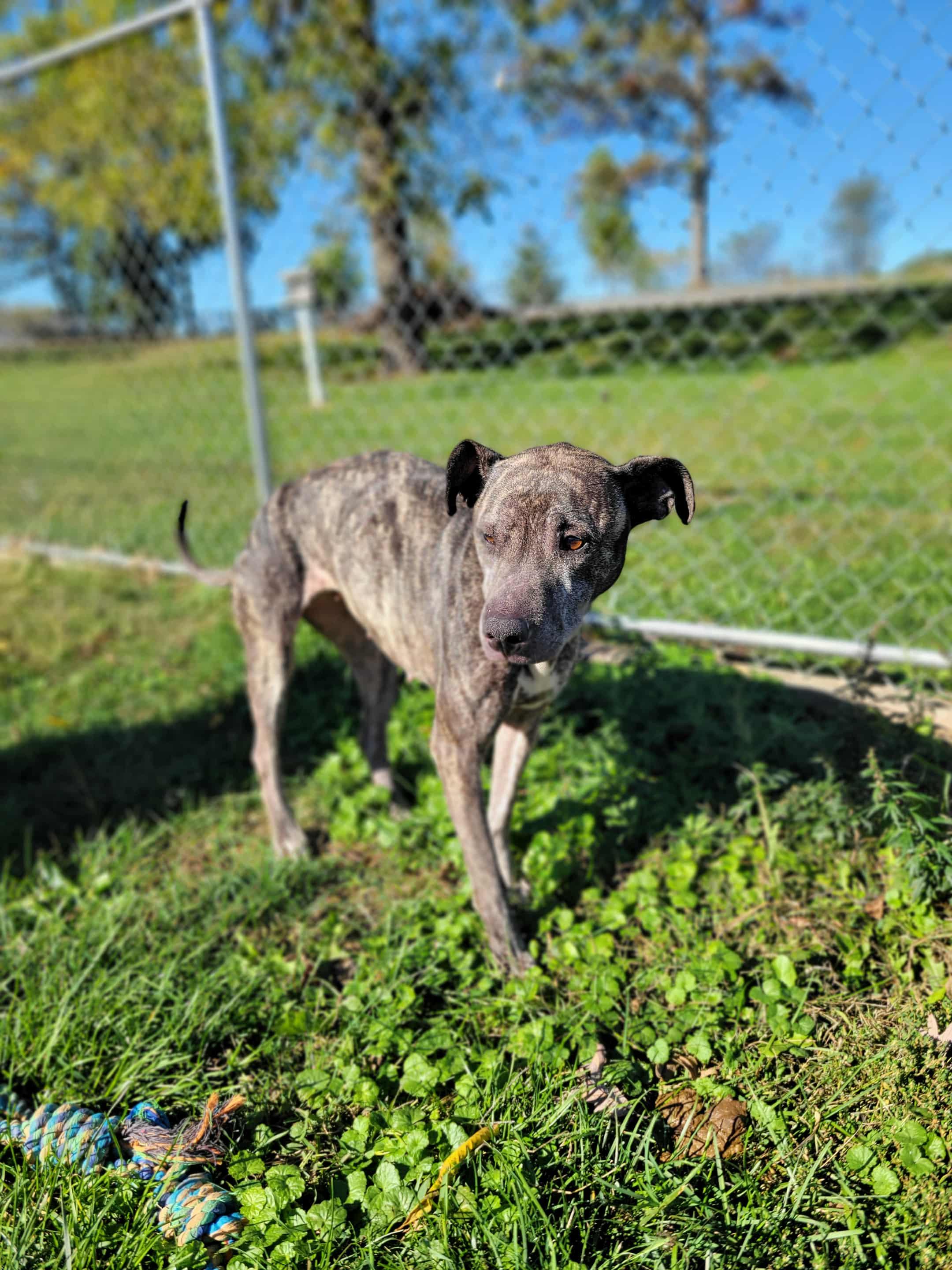Enlarge Winnie, a Adoptable mixed breed in Chambersburg, PA image 1/2