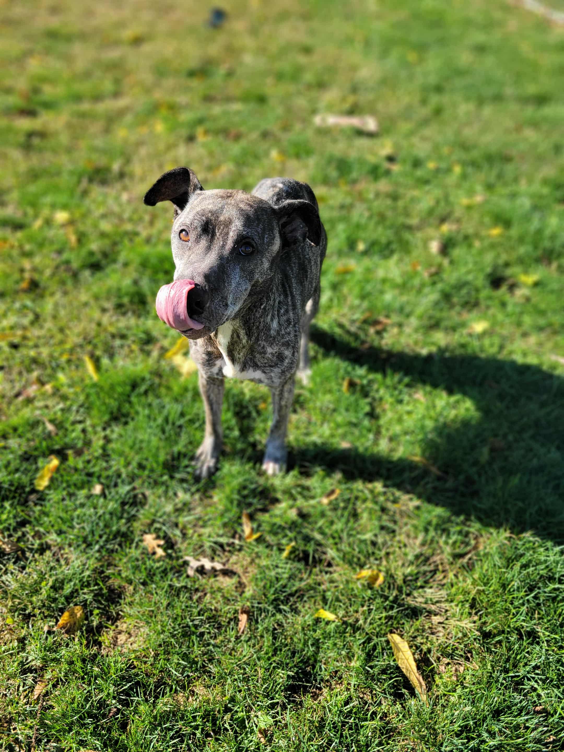 Enlarge Winnie, a Adoptable mixed breed in Chambersburg, PA image 2/2