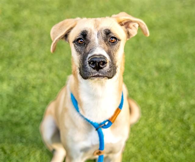 CLEMENTINE, Adoptable, Young Female German Shepherd Dog.