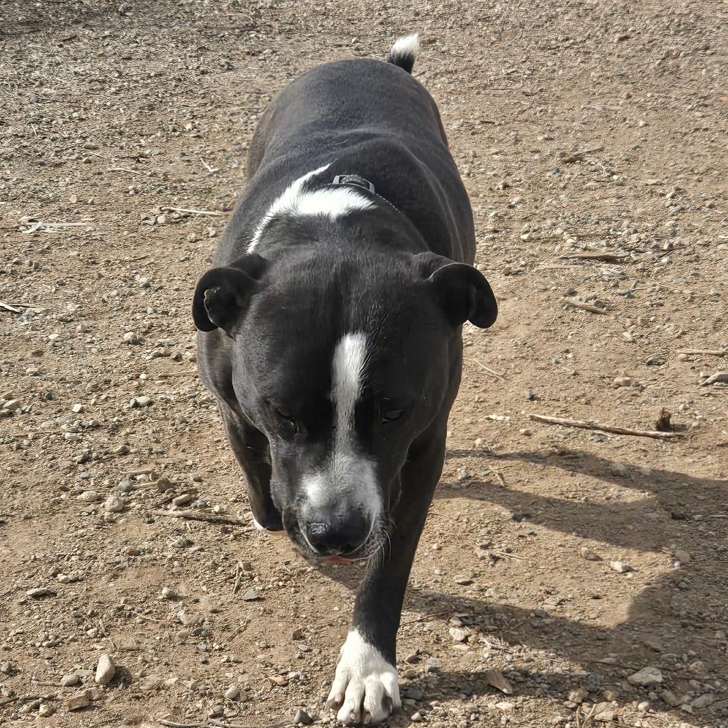 Bliss, Adoptable, Adult Male American Staffordshire Terrier & Hound.