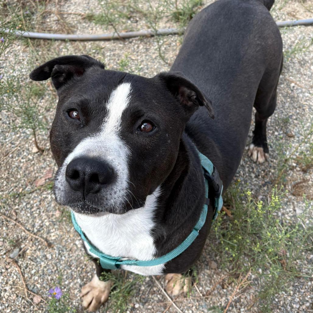 Enlarge Bliss, a Adoptable mixed breed in Taos, NM image 1/3