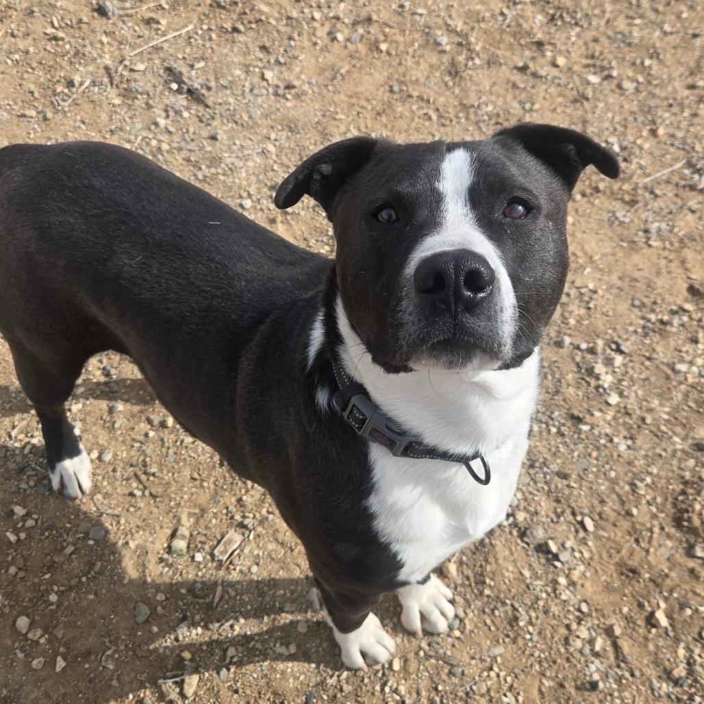 Bliss, a Adoptable mixed breed in Taos, NM image 2/6